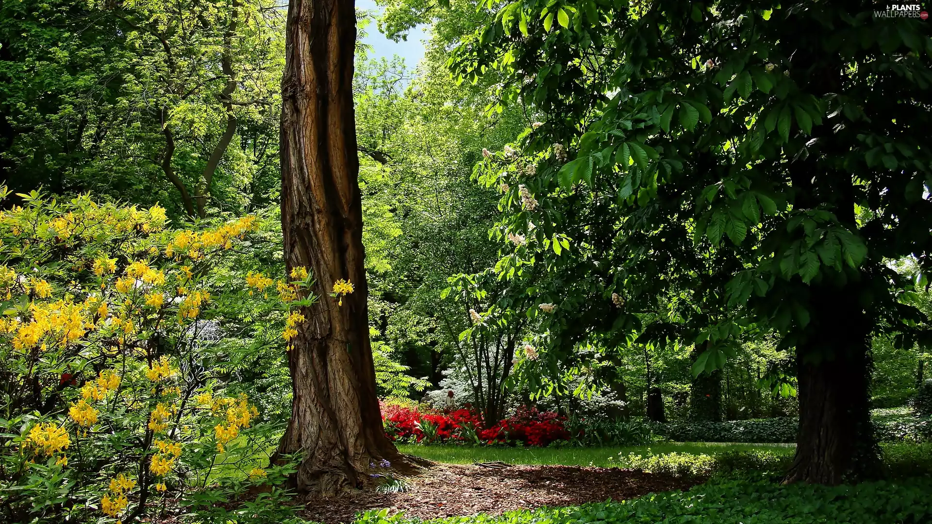 viewes, rhododendron, Park, trees, Spring