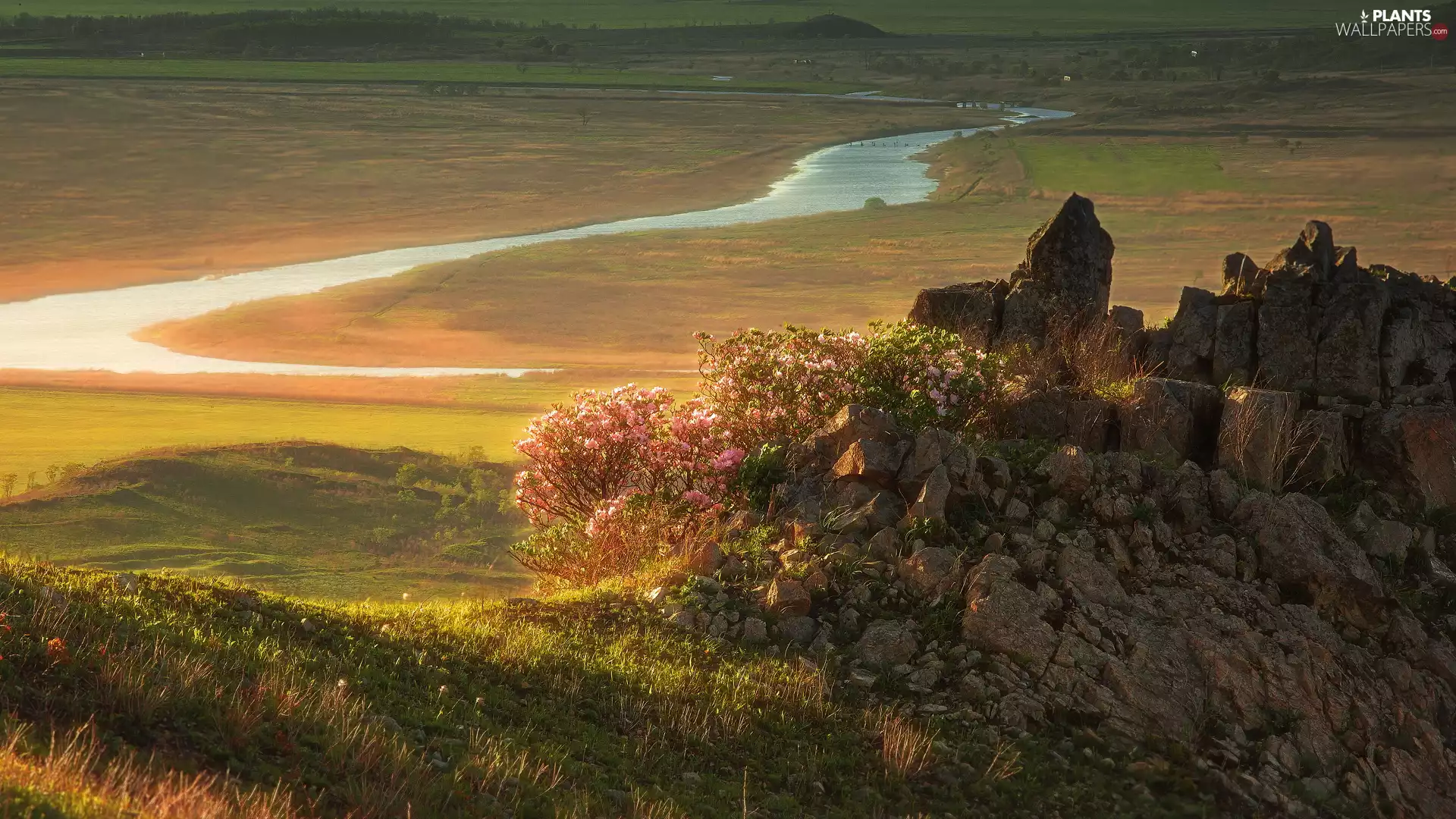 Flowers, rhododendron, Rocks, Pink, River