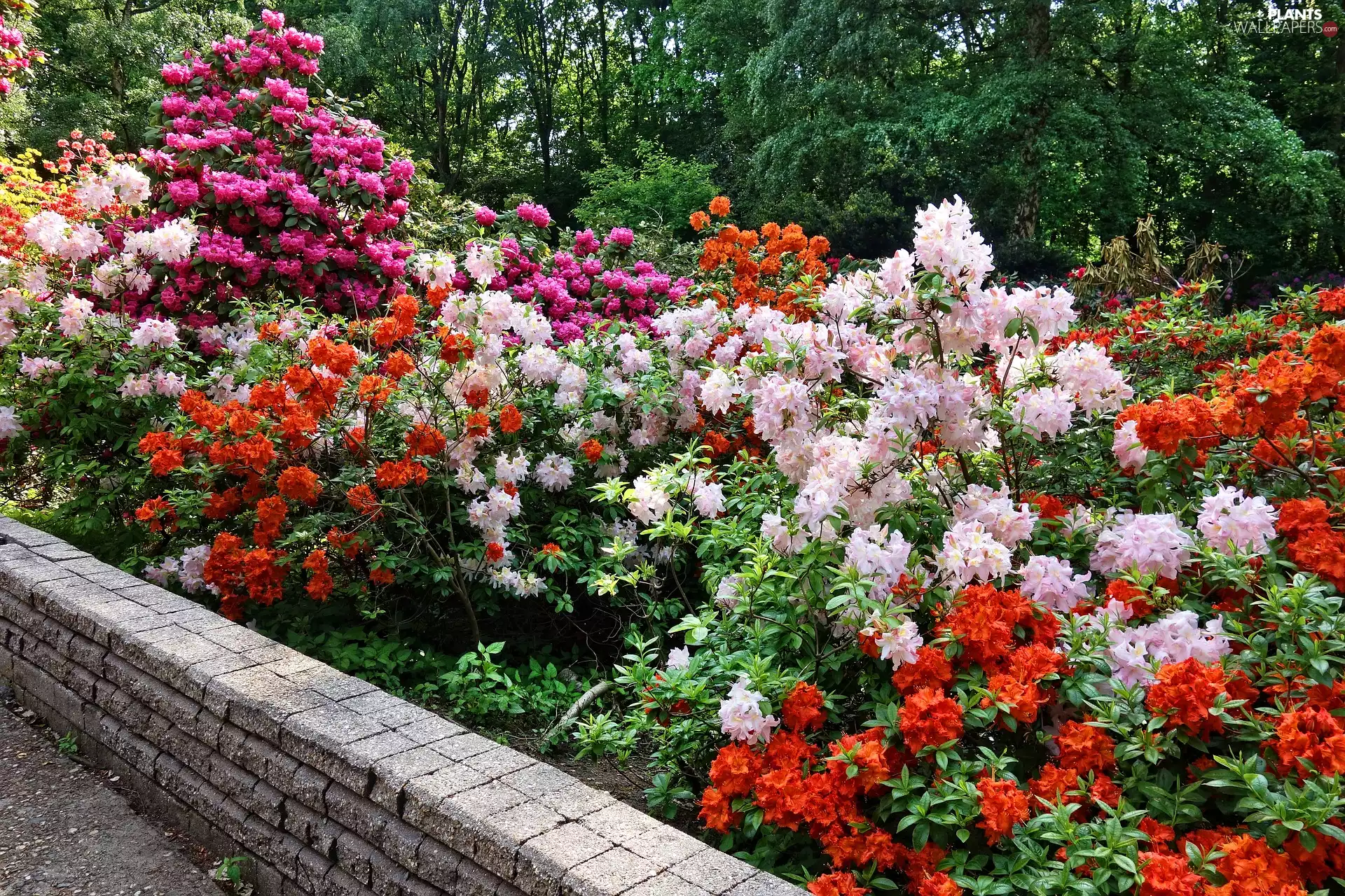 Flowers, Rhododendron, stone, ledge, Garden