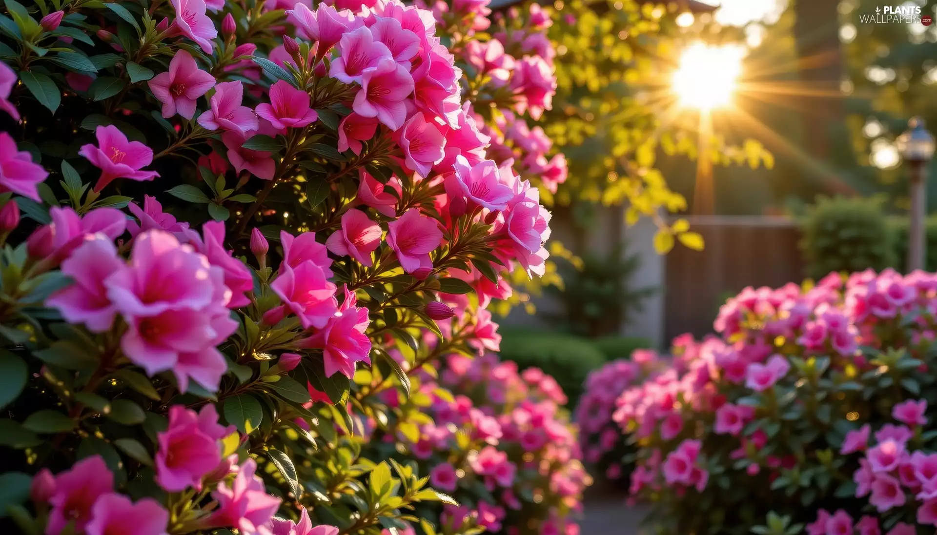 rhododendron, Pink, Garden, Azaleas, Flowers, Bush, rays of the Sun