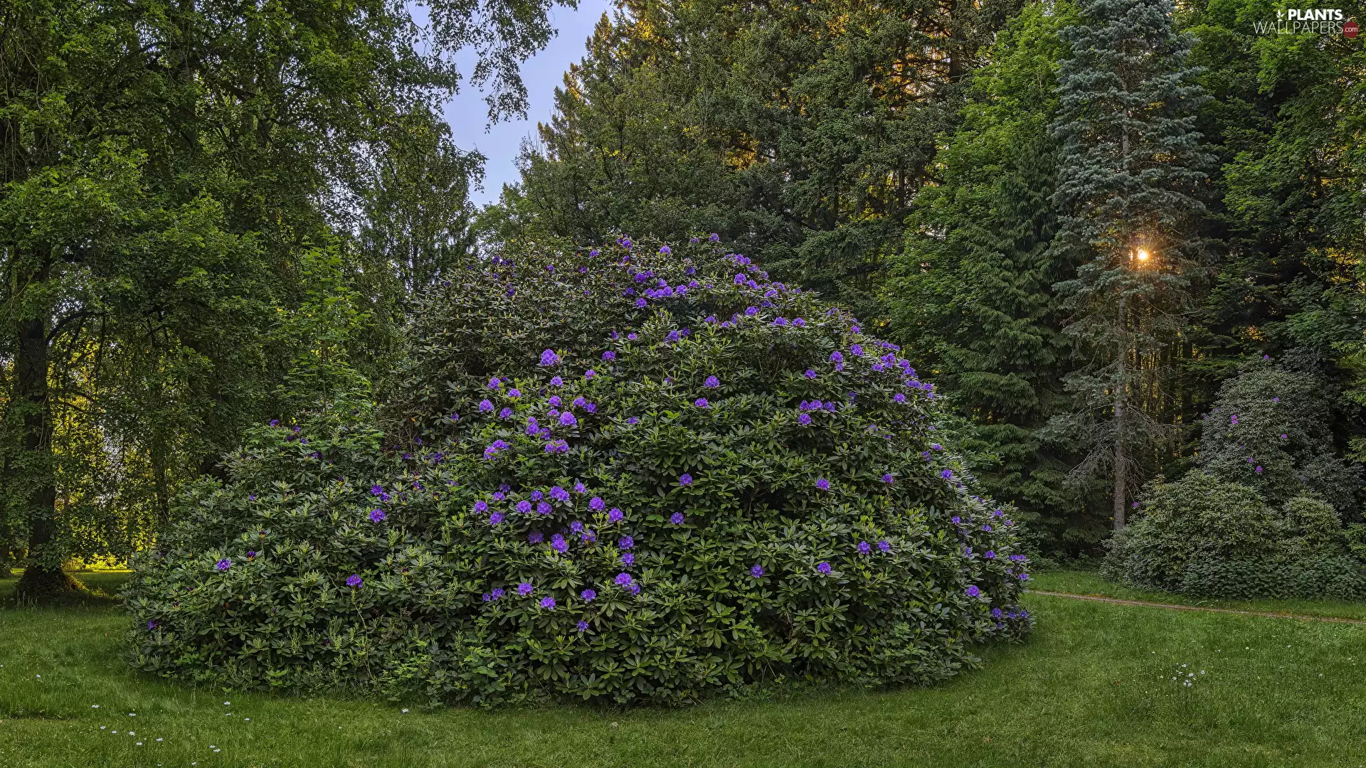 rhododendron, trees, Path, viewes, Park, Rhododendron, rays of the Sun