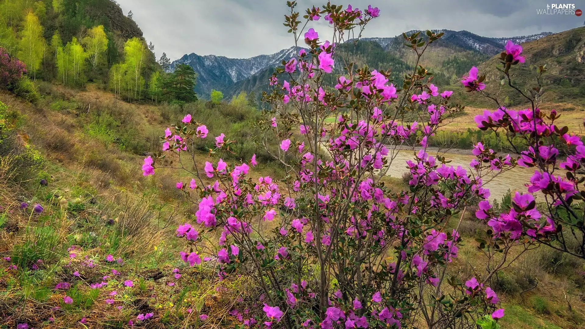 Pink, Bush, trees, rhododendron, Mountains, Flowers, viewes