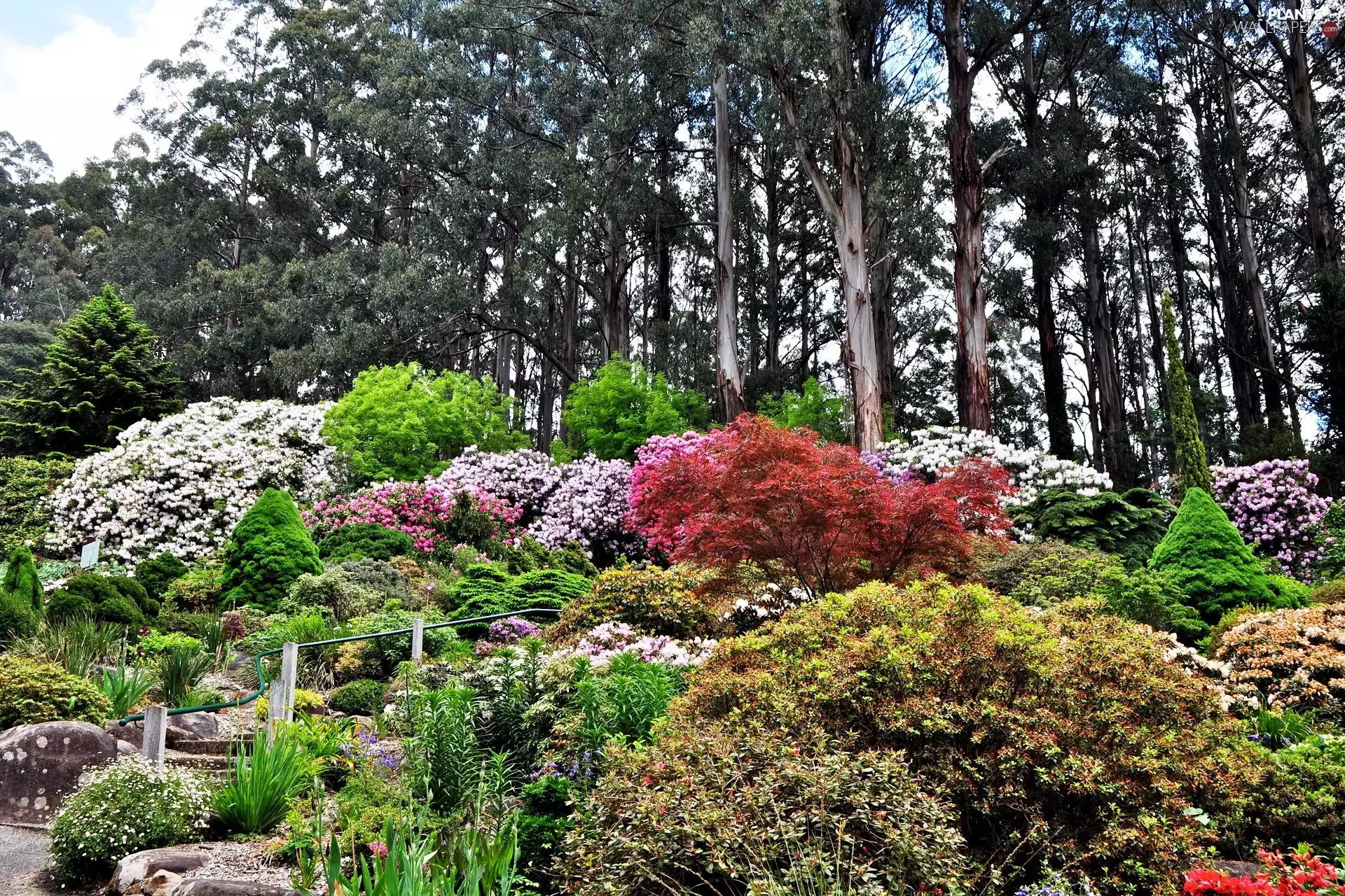 azalea, rhododendron, trees, viewes, Park