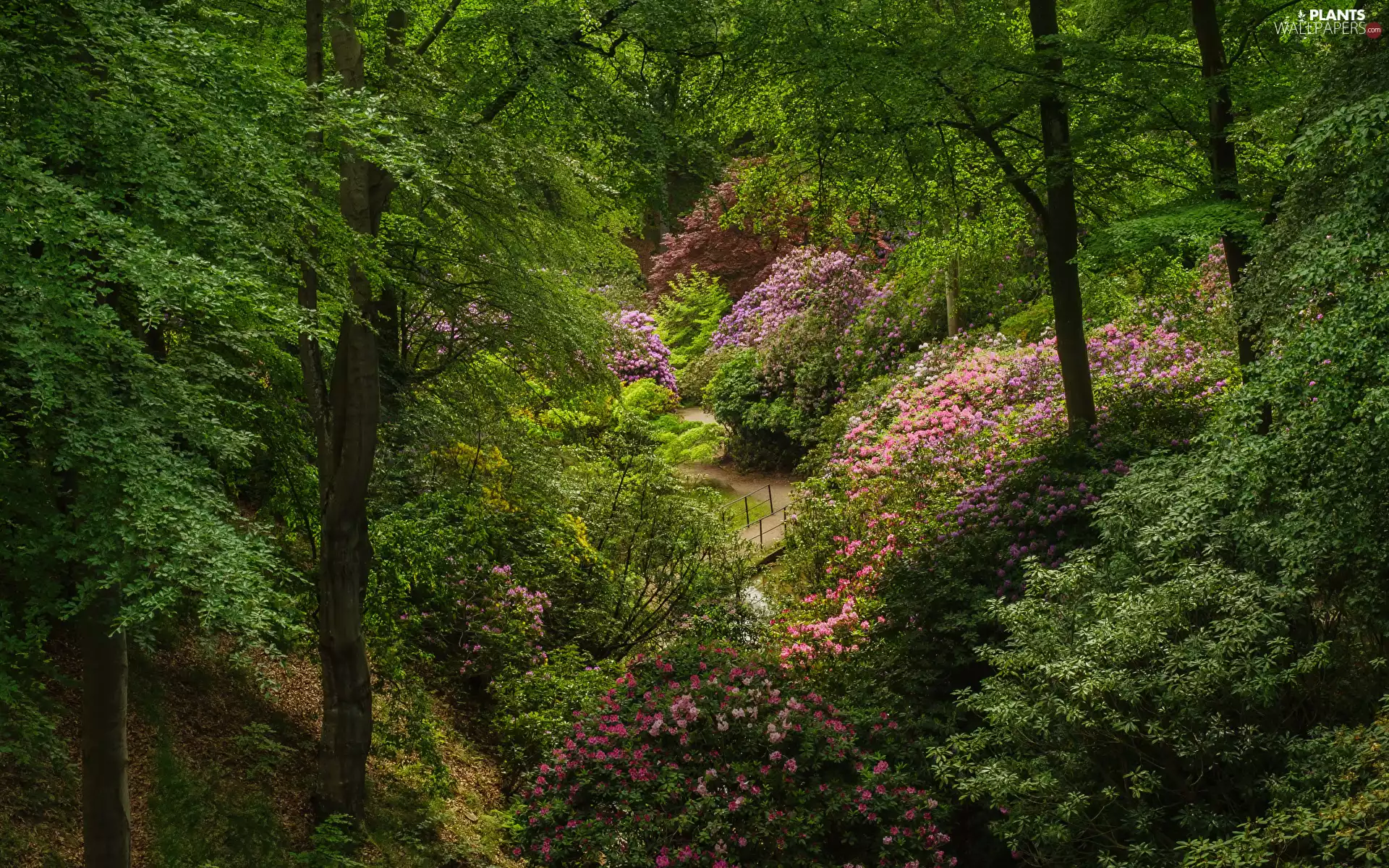 Rhododendrons, Rhododendron, trees, viewes, Park