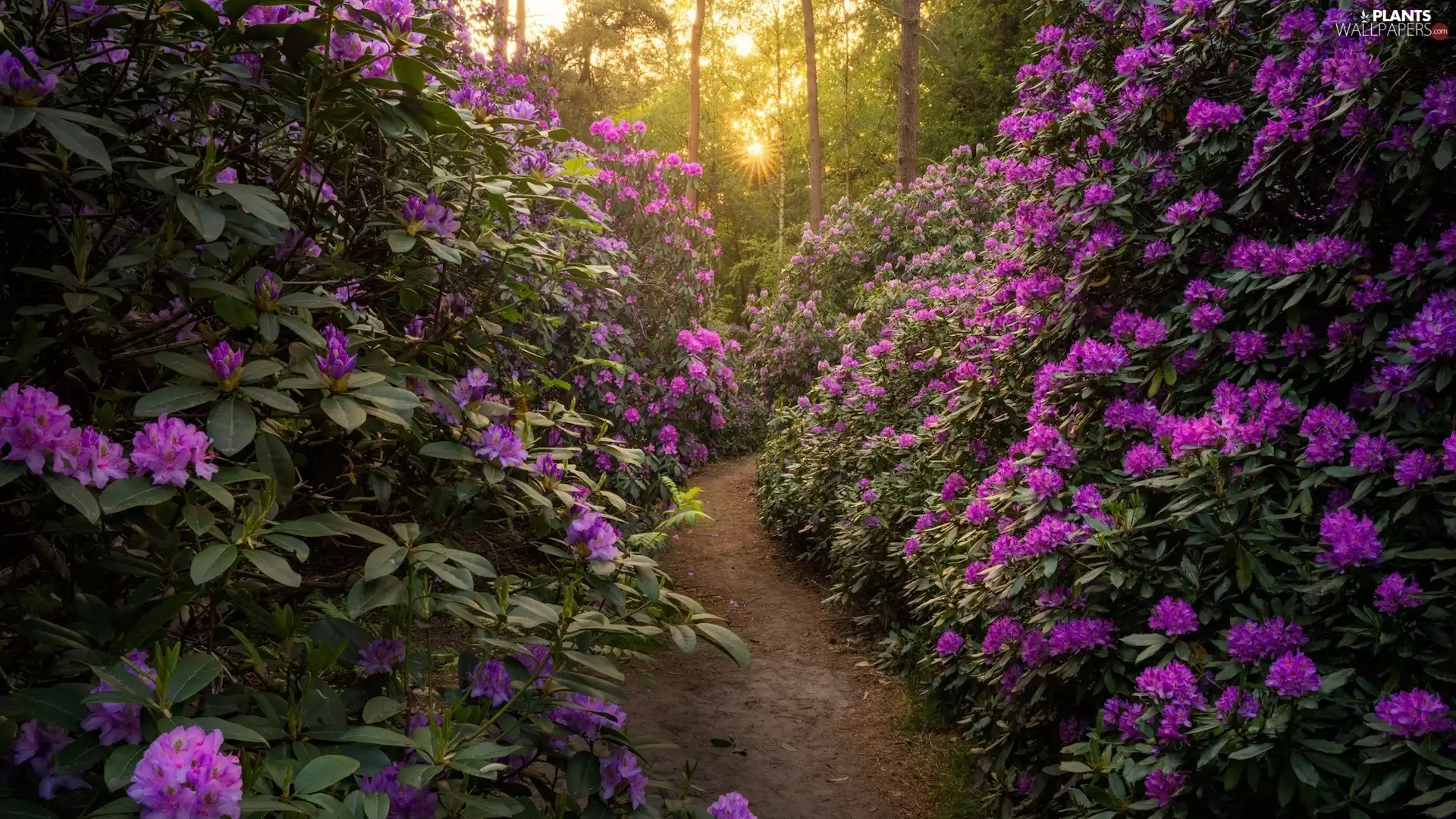 viewes, forest, Path, Rhododendron, Path, trees