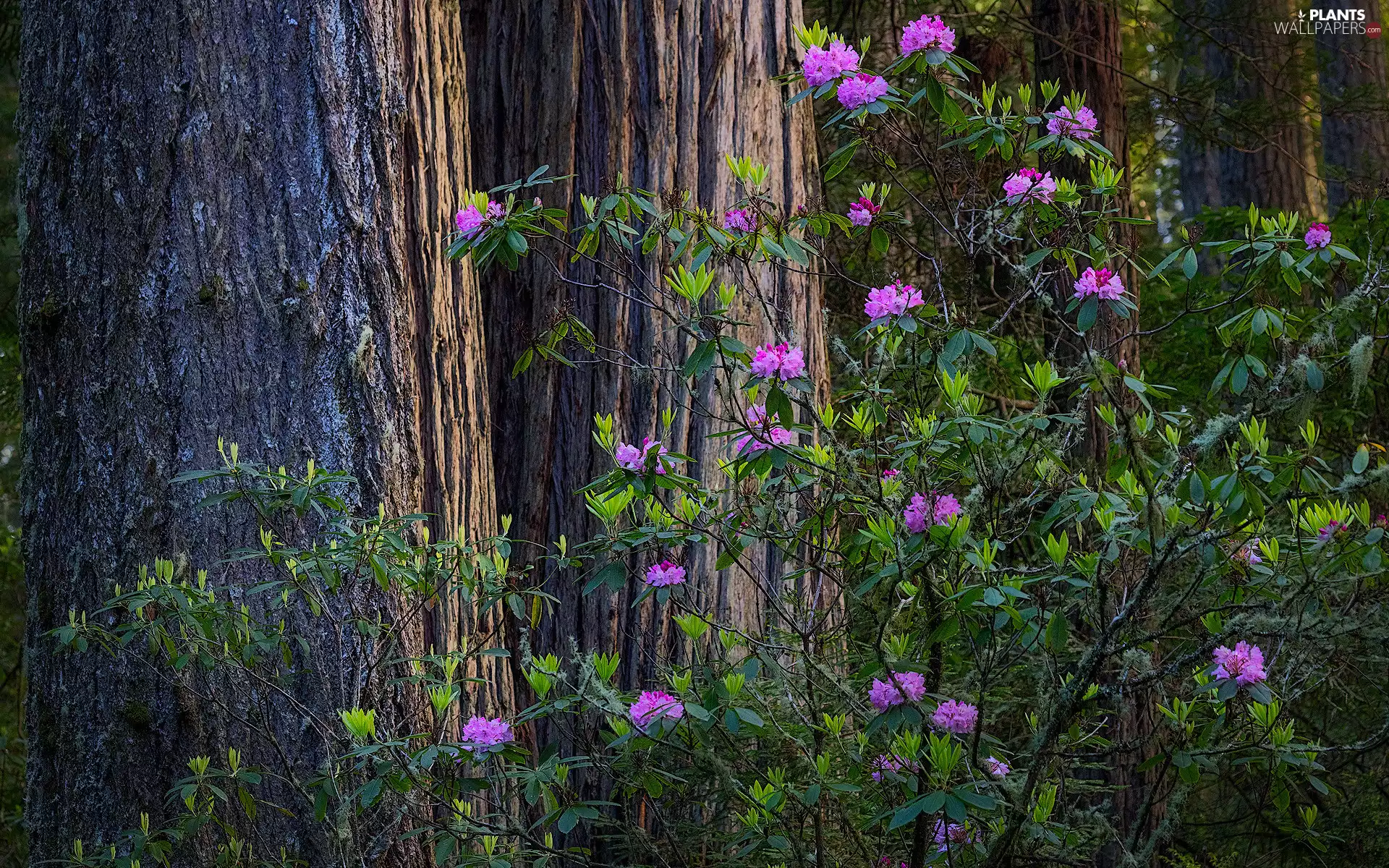 trunk, trees, Flowers, rhododendron, purple, viewes