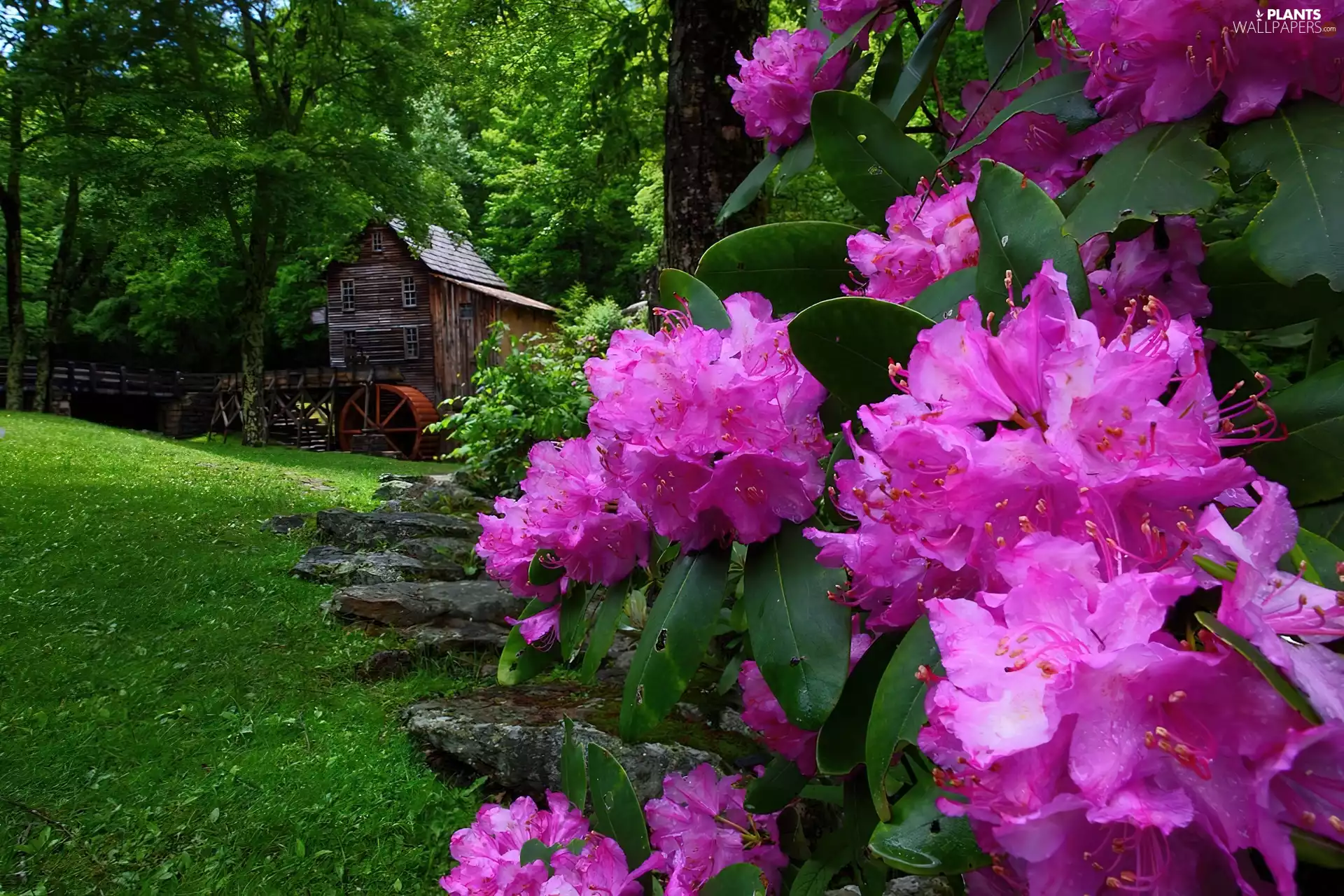 Flowers, rhododendron, Windmill, water, Spring