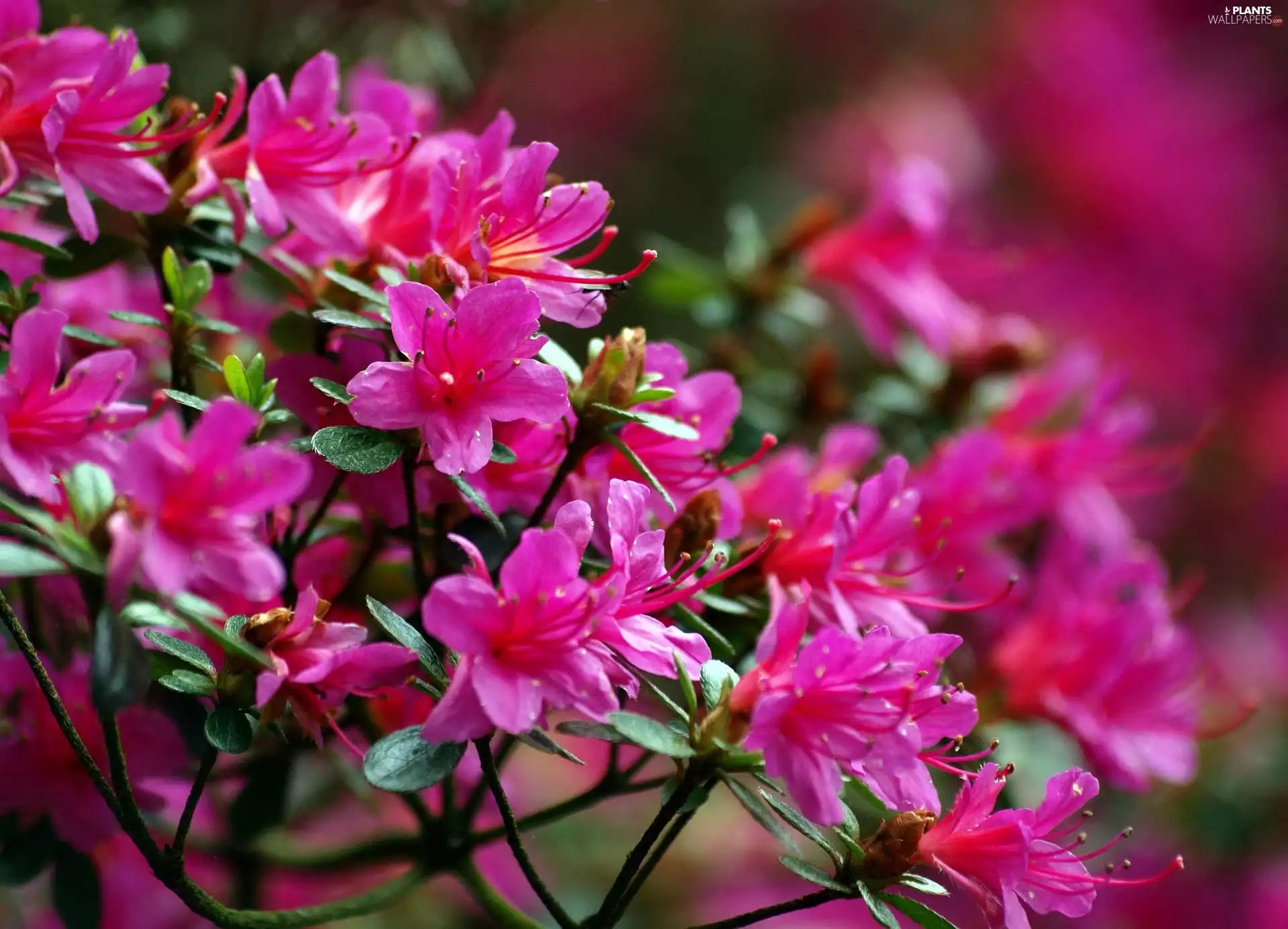 rhododendron