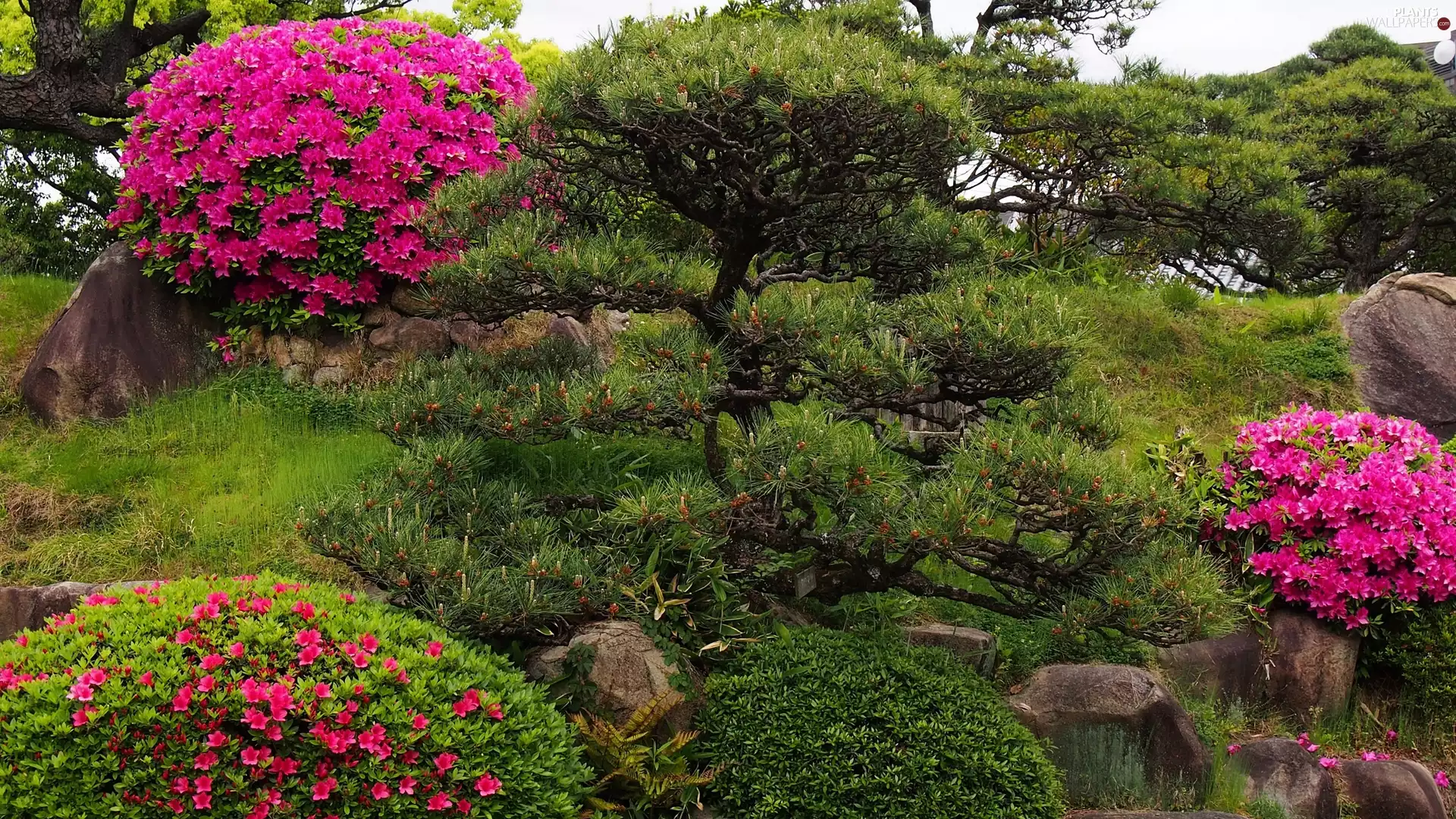 Rhododendrons, Park, Bush