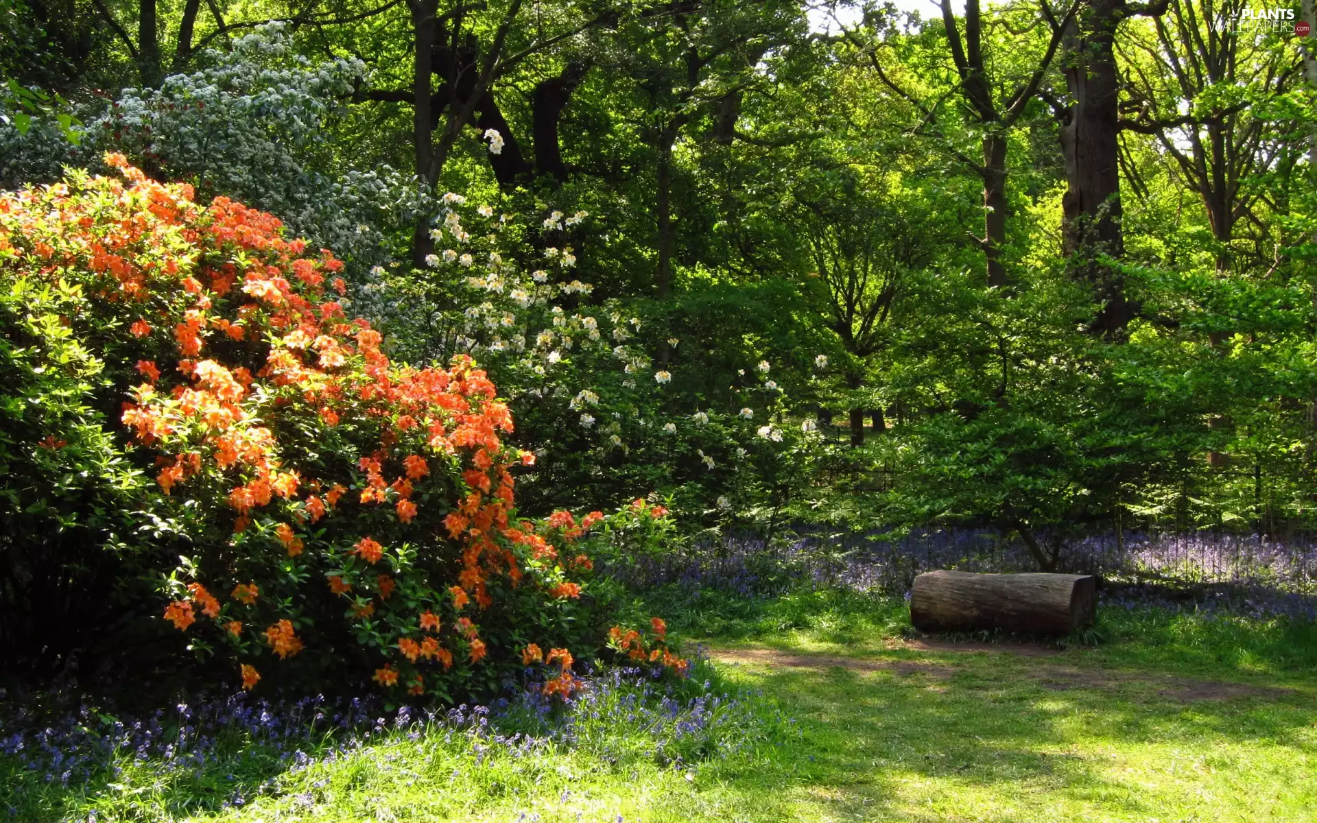 Bush, Park, Path, Rhododendrons, Flowers, flourishing