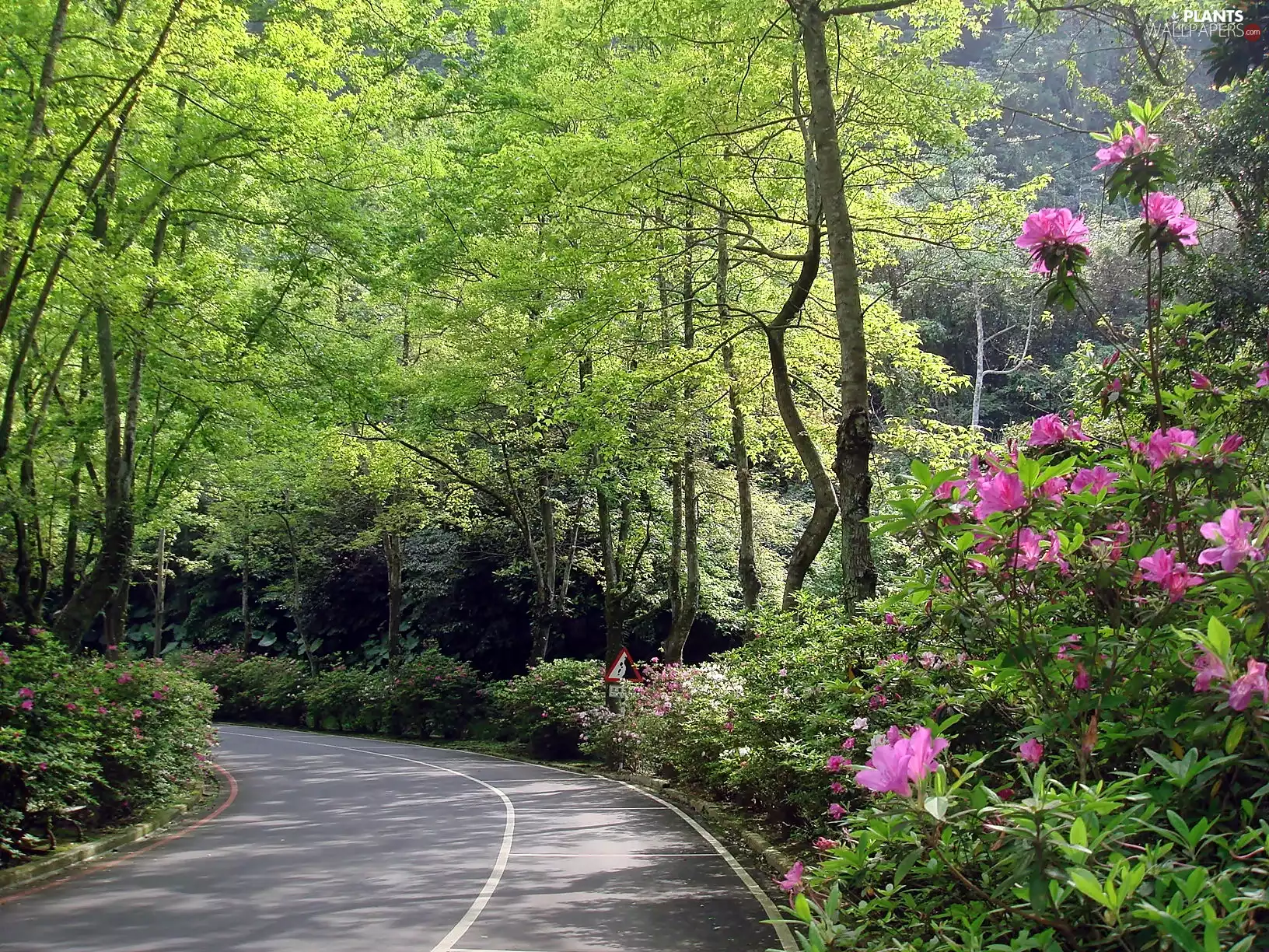 flourishing, Rhododendrons, forest, Way, Spring