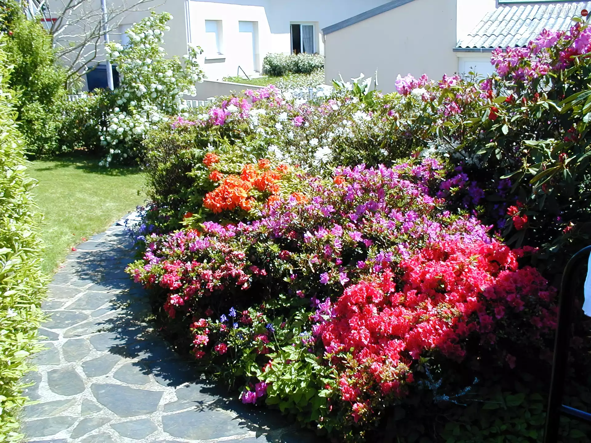 Bush, rhododendrons, Garden, flourishing, house