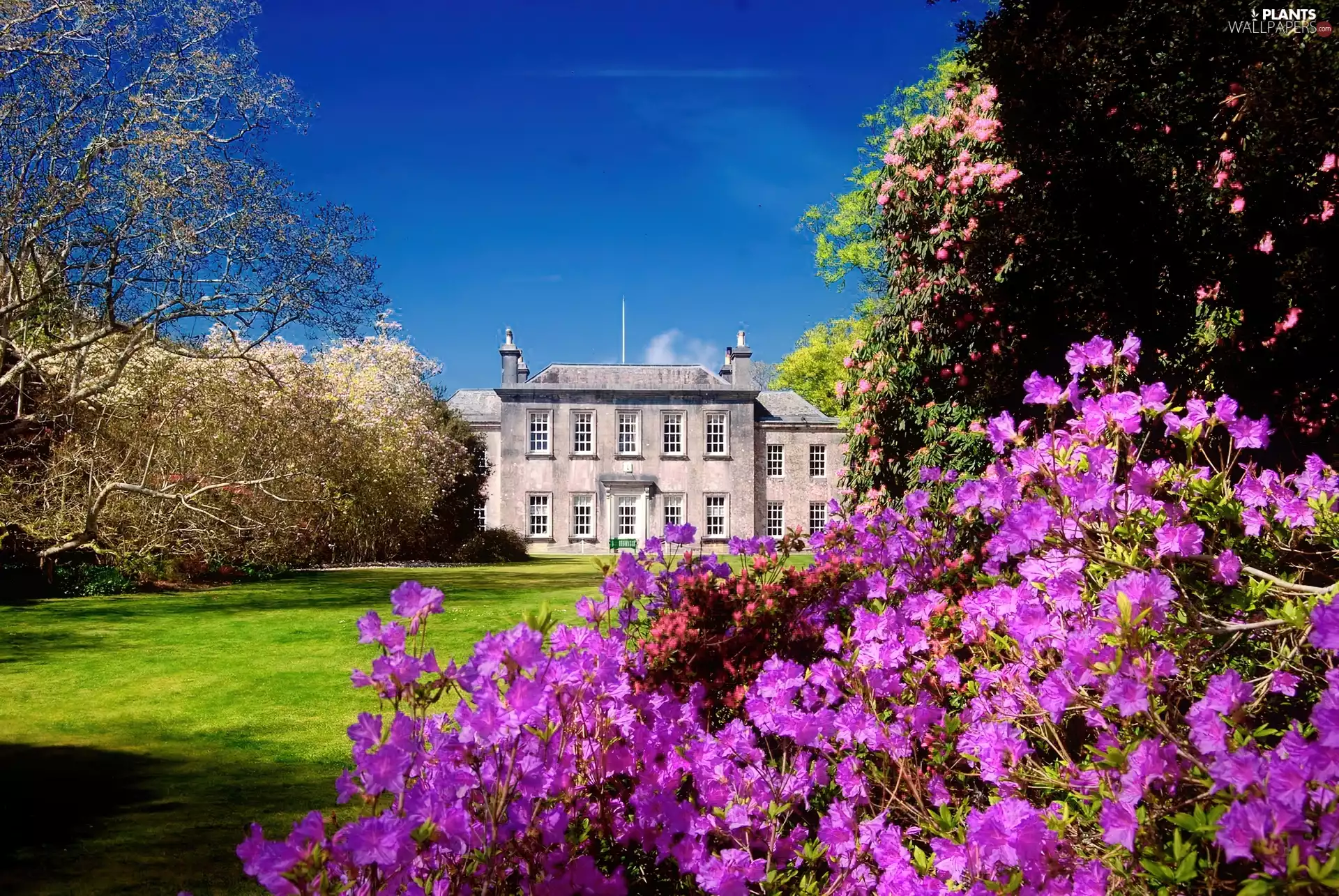 flourishing, palace, viewes, Rhododendrons, trees, Park