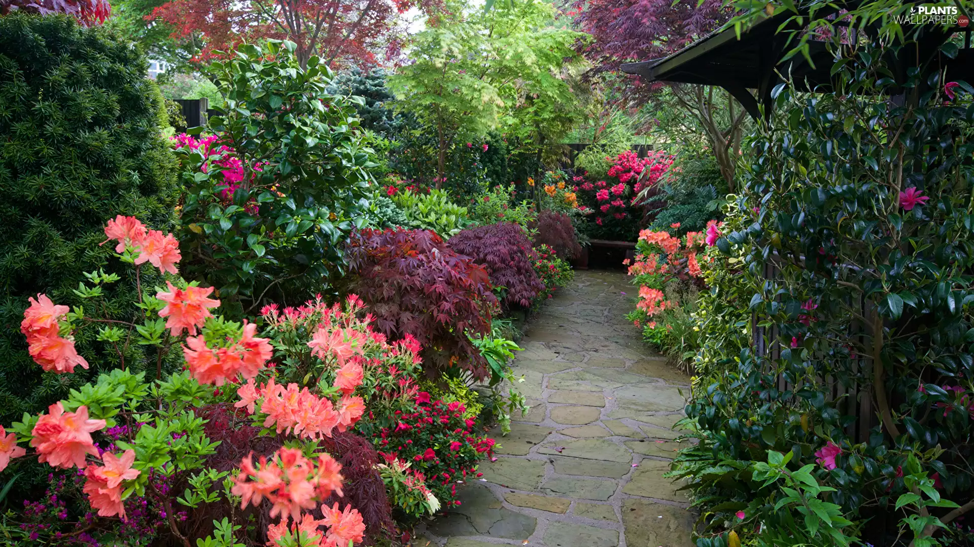 Rhododendrons, Garden, Rhododendron