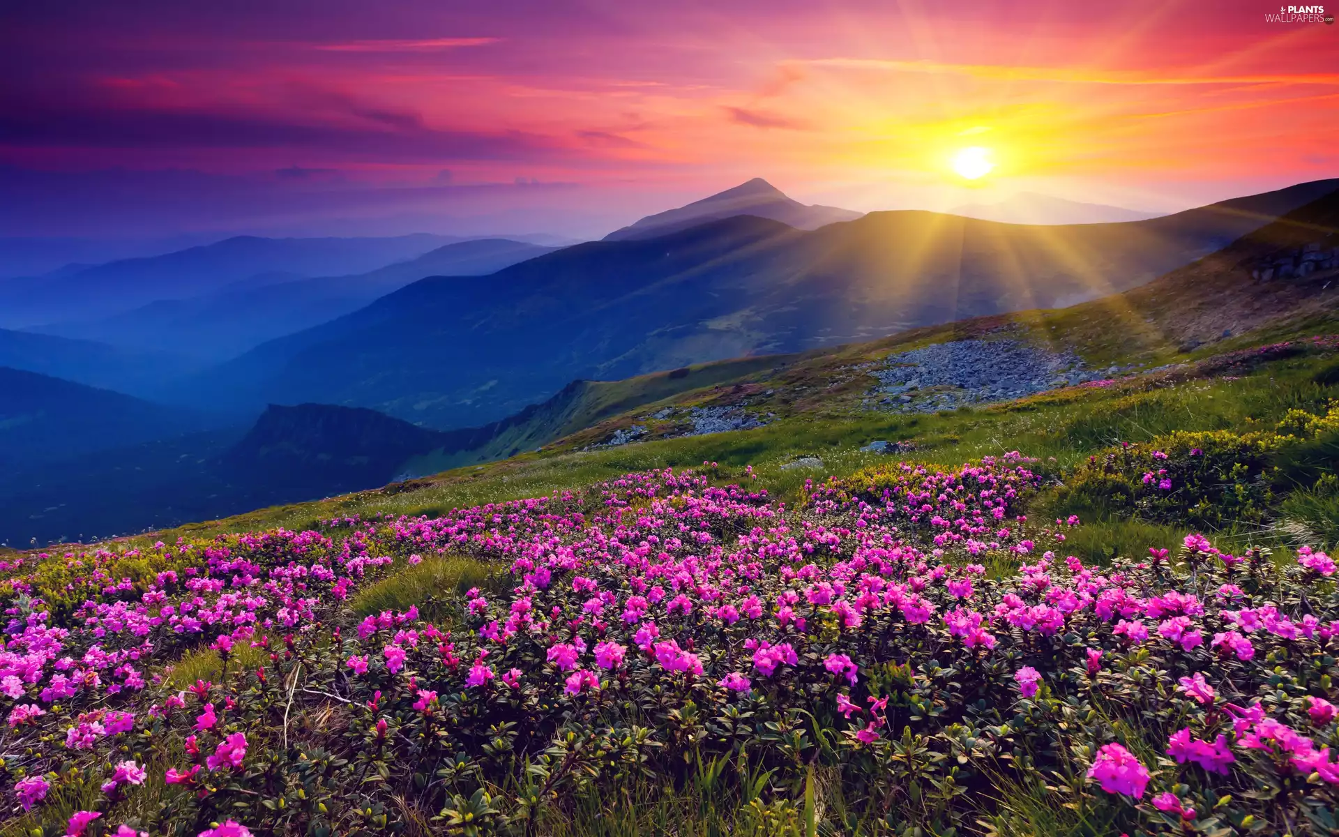Mountains, Rhododendrons, Thumbnails, Great Sunsets