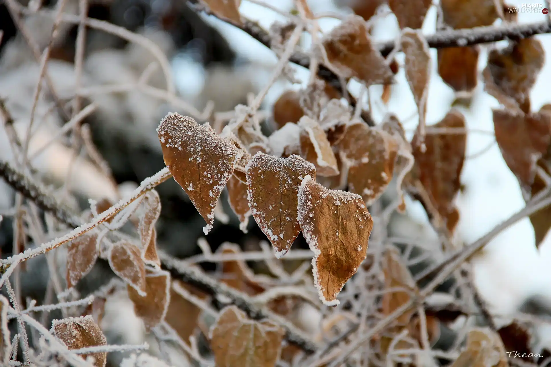 rime, winter, Leaf, Frost, dry