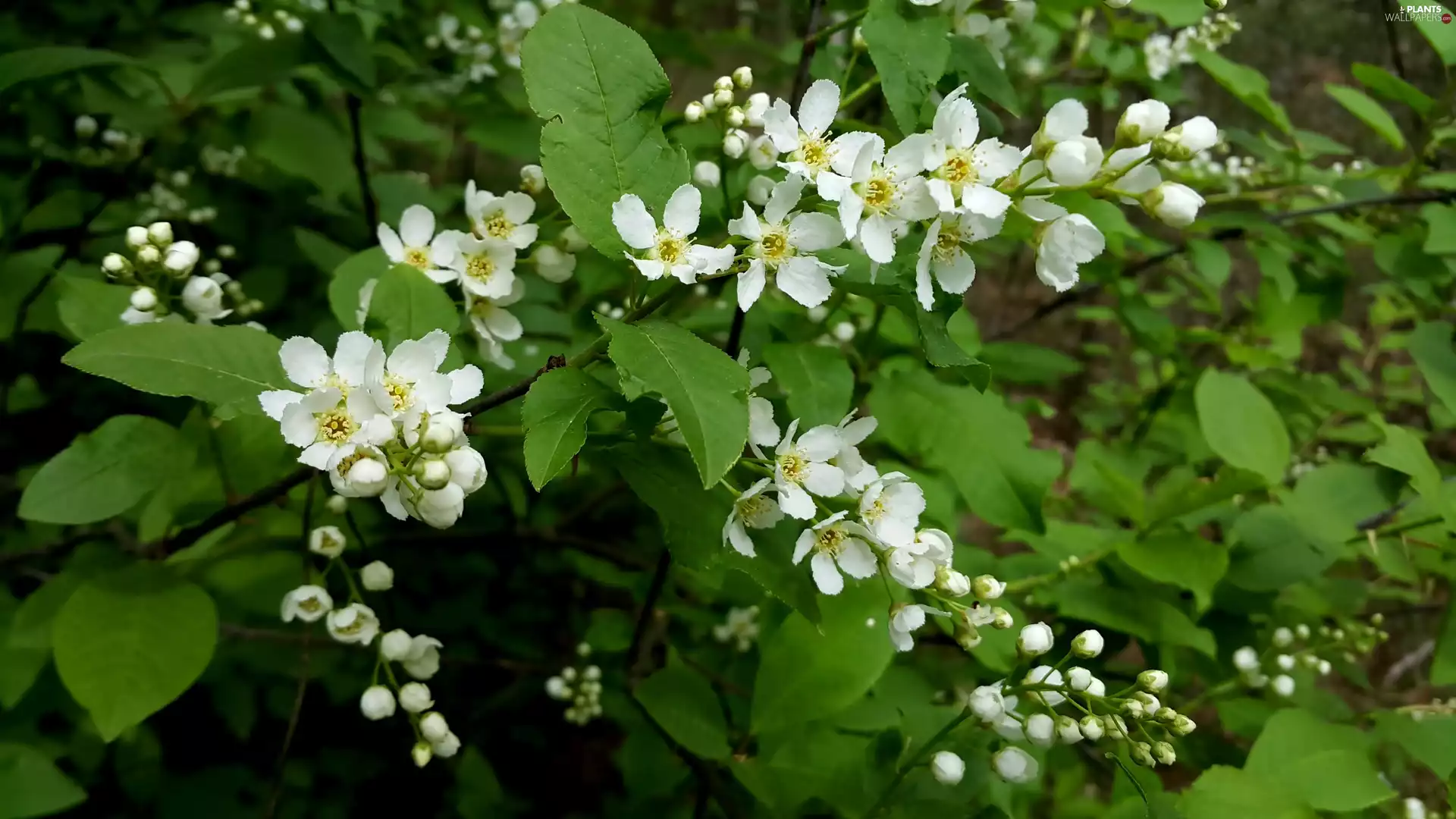 Bird Cherry, Twigs, Rising