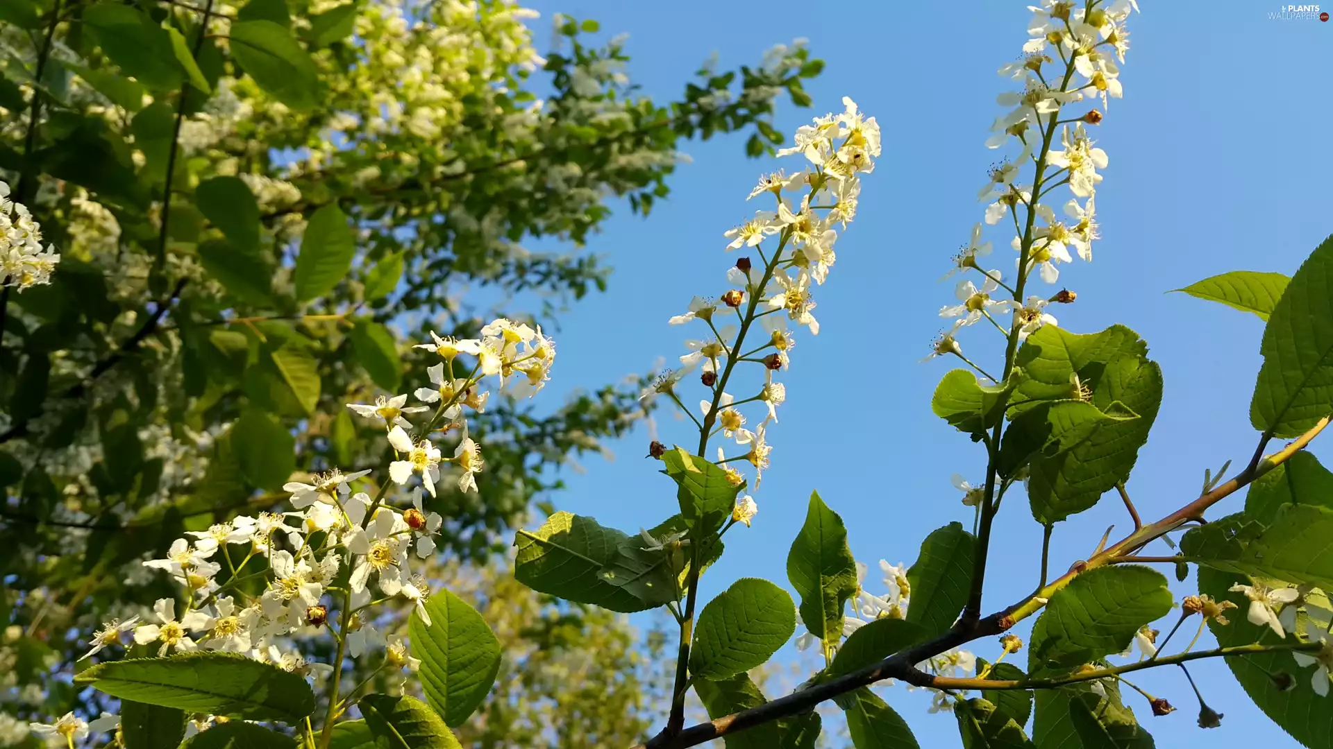 Bird Cherry, Twigs, Rising