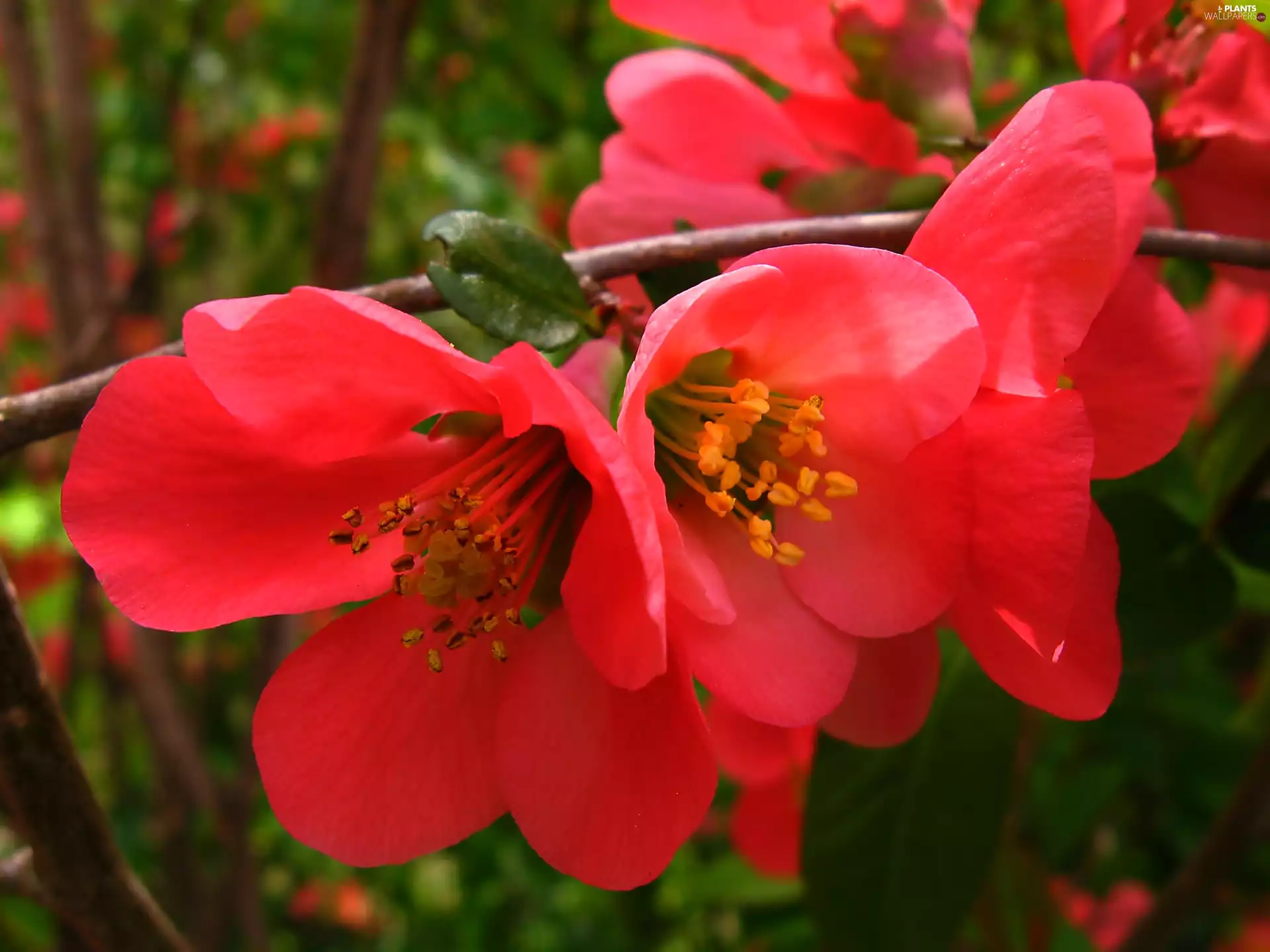 Red, Rising, quinces, Colourfull Flowers