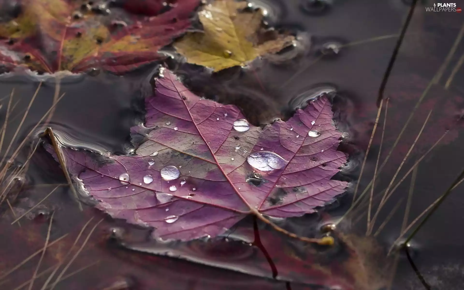 drops, River, Autumn, Leaf, fallen