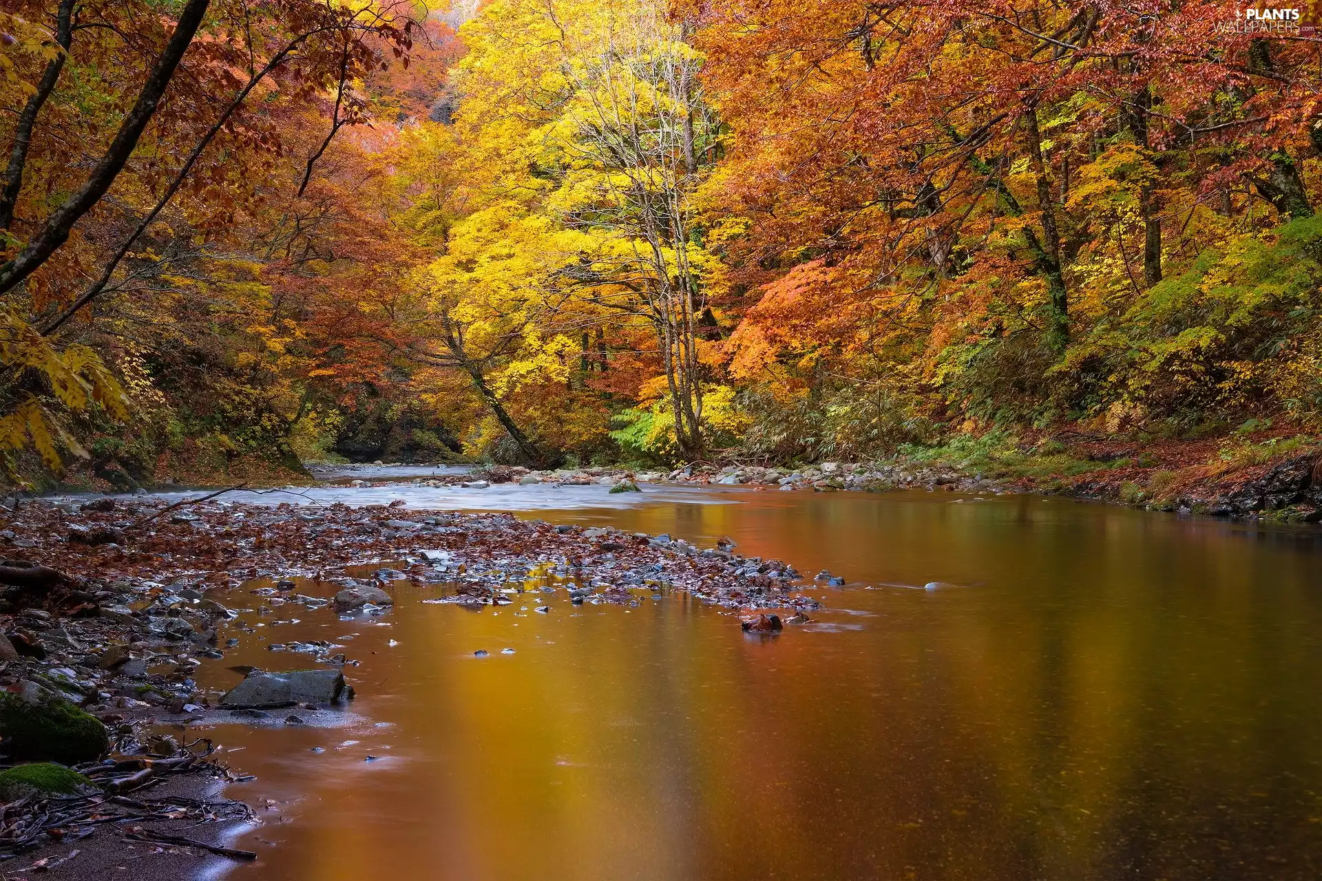 trees, autumn, forest, River, viewes, Autumn