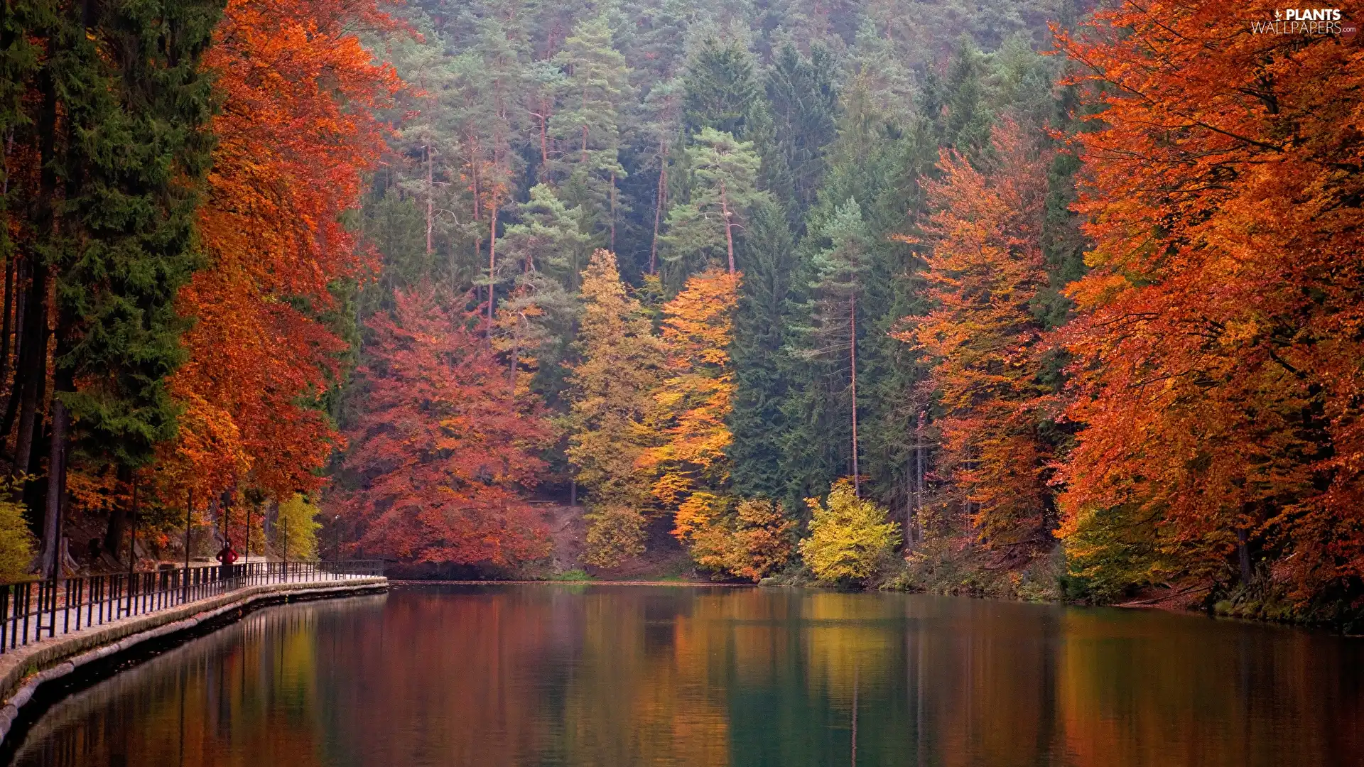 viewes, River, autumn, trees, forest