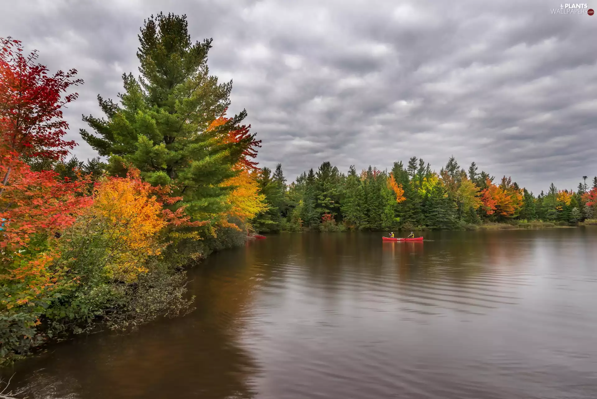 viewes, River, autumn, trees, Kayak