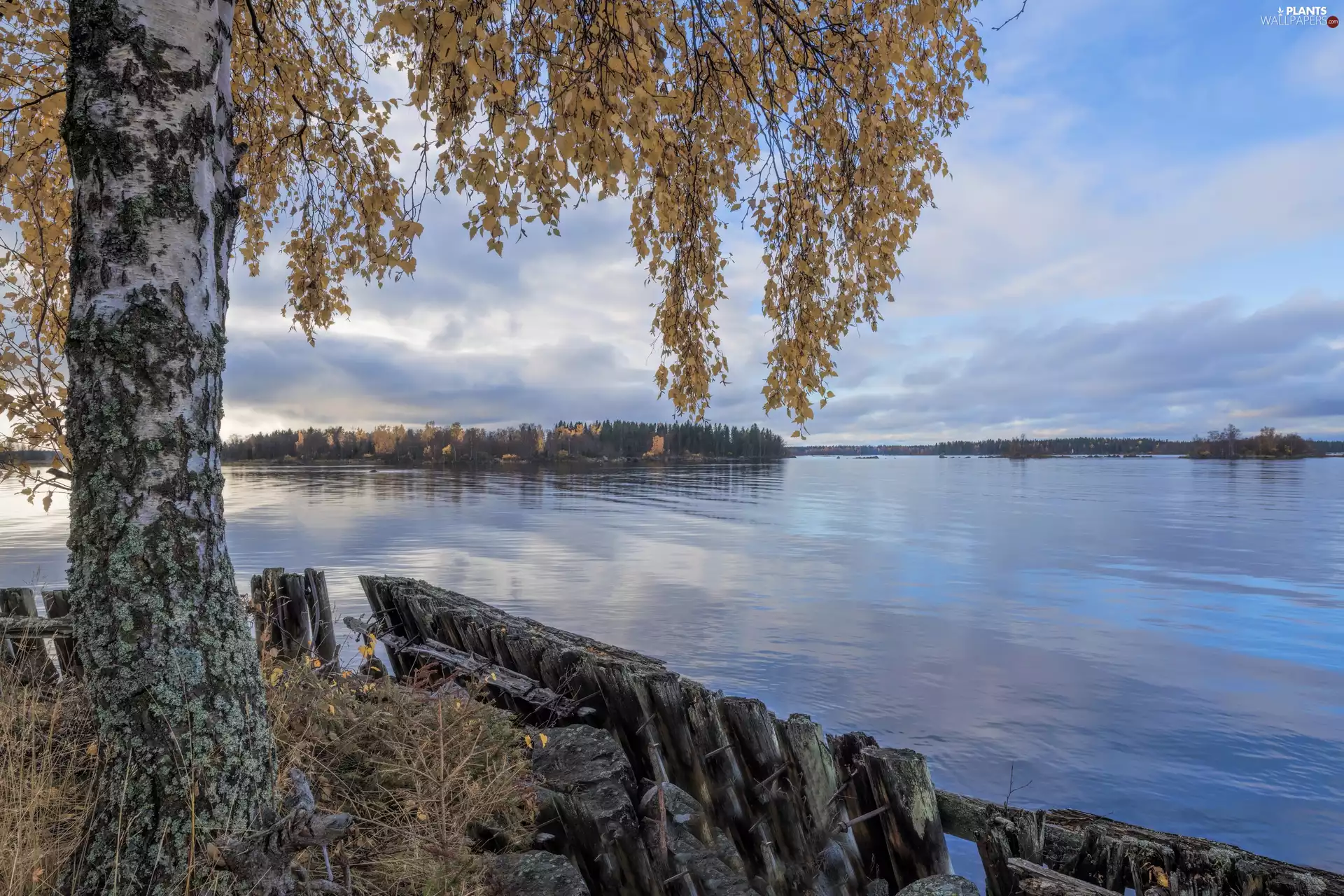 viewes, birch-tree, River, trees, autumn