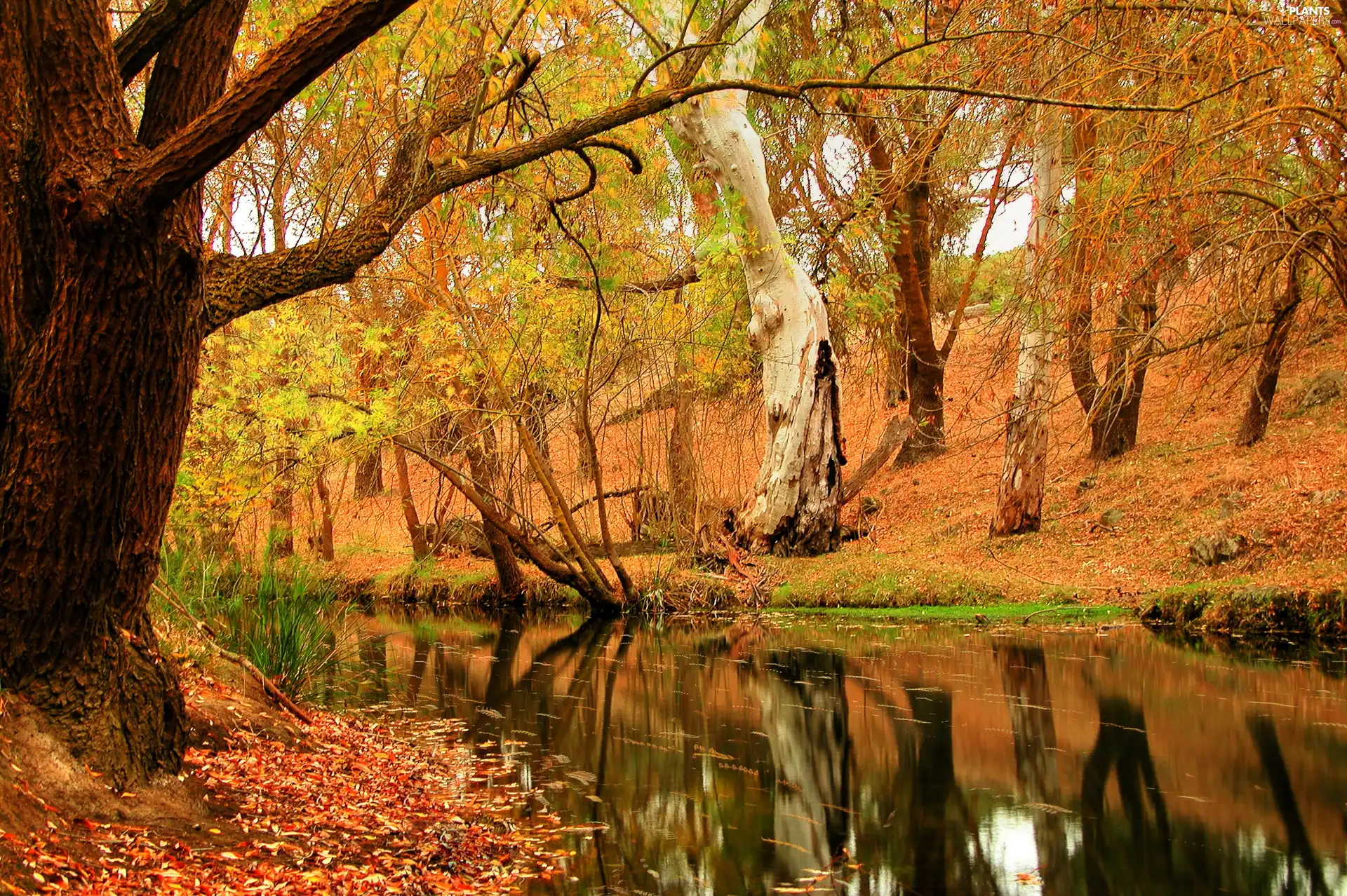 autumn, viewes, River, trees