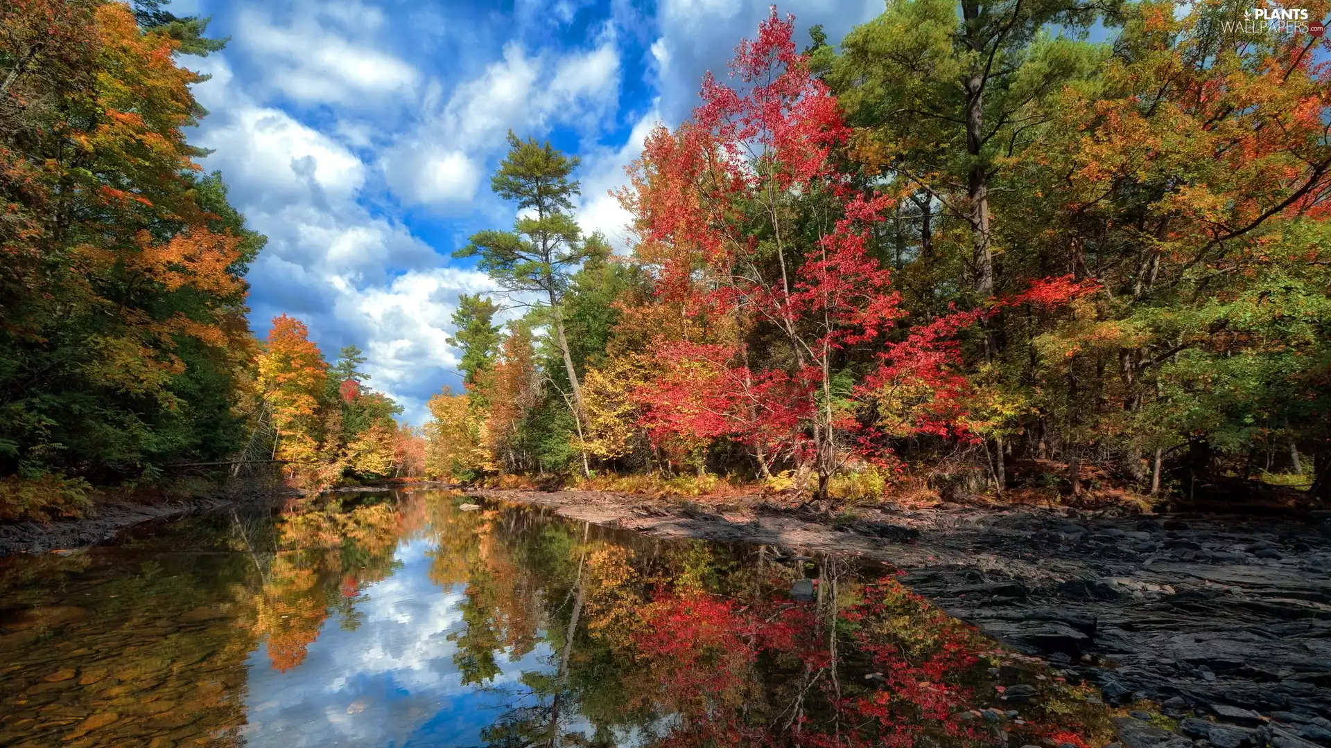 autumn, trees, viewes, River