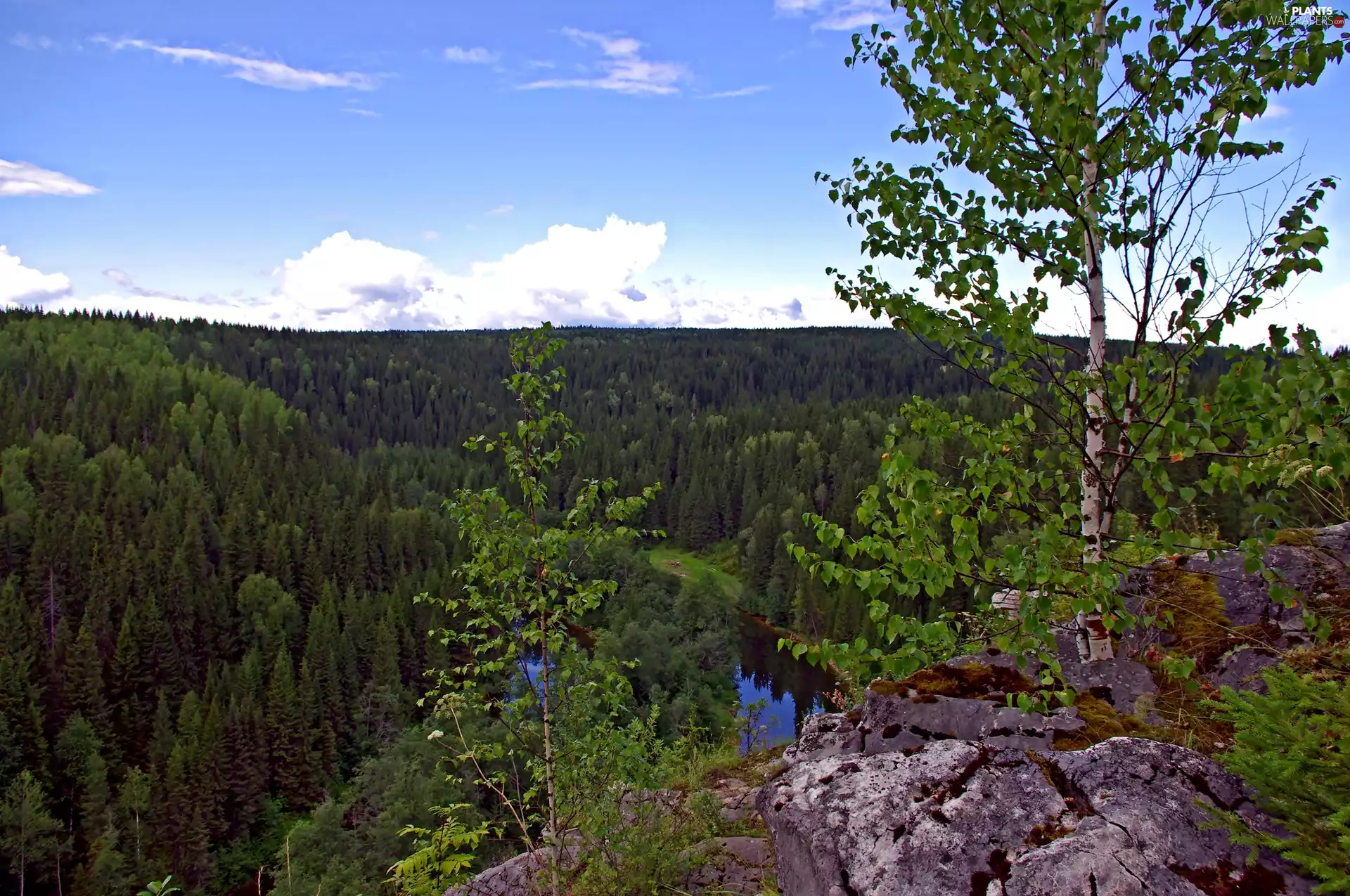 birch-tree, forest, River