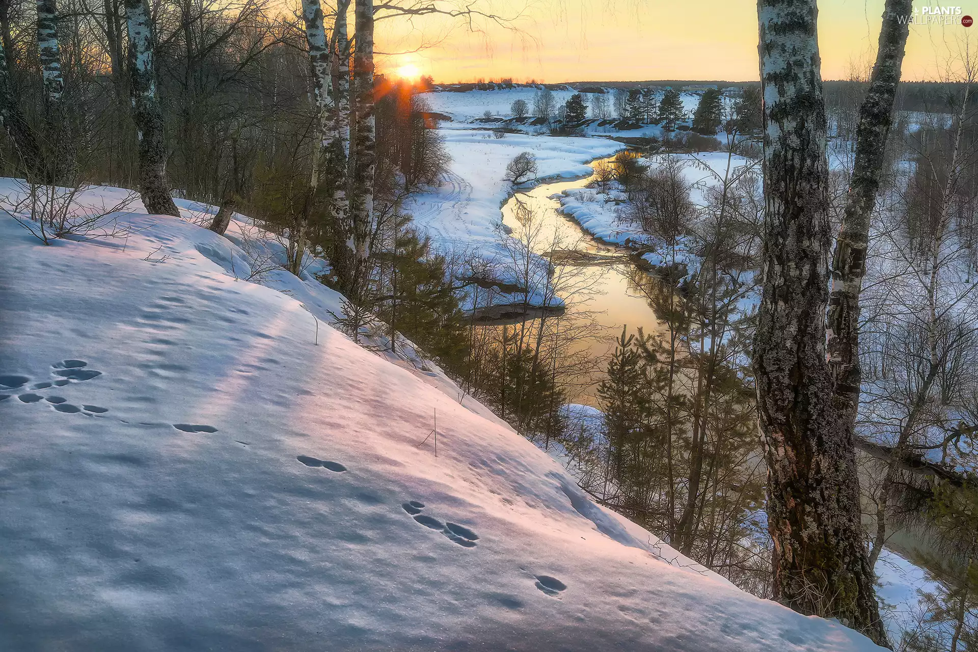 trees, snow, birch, River, winter, viewes, traces