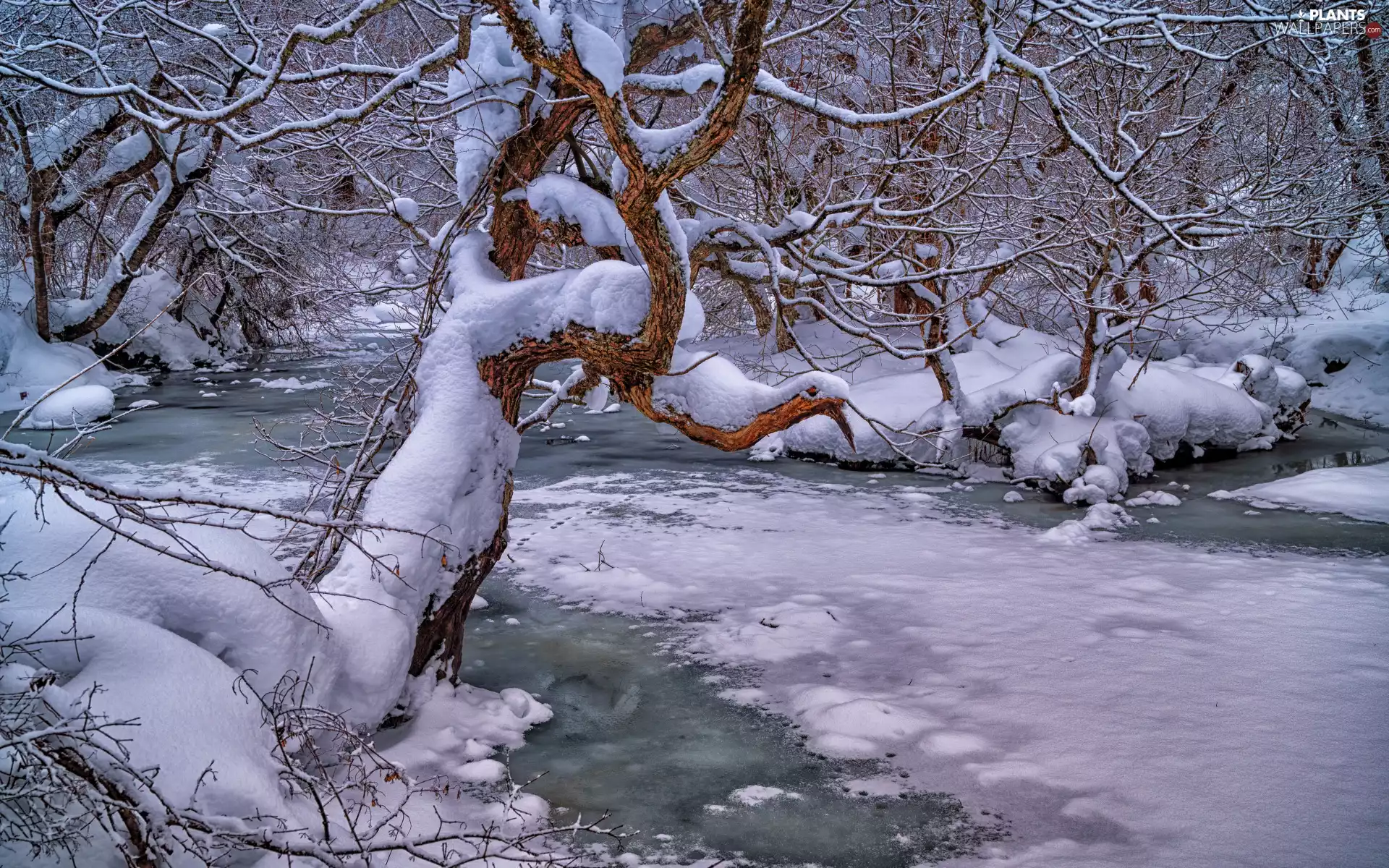 trees, forest, branch pics, snow, winter, viewes, River