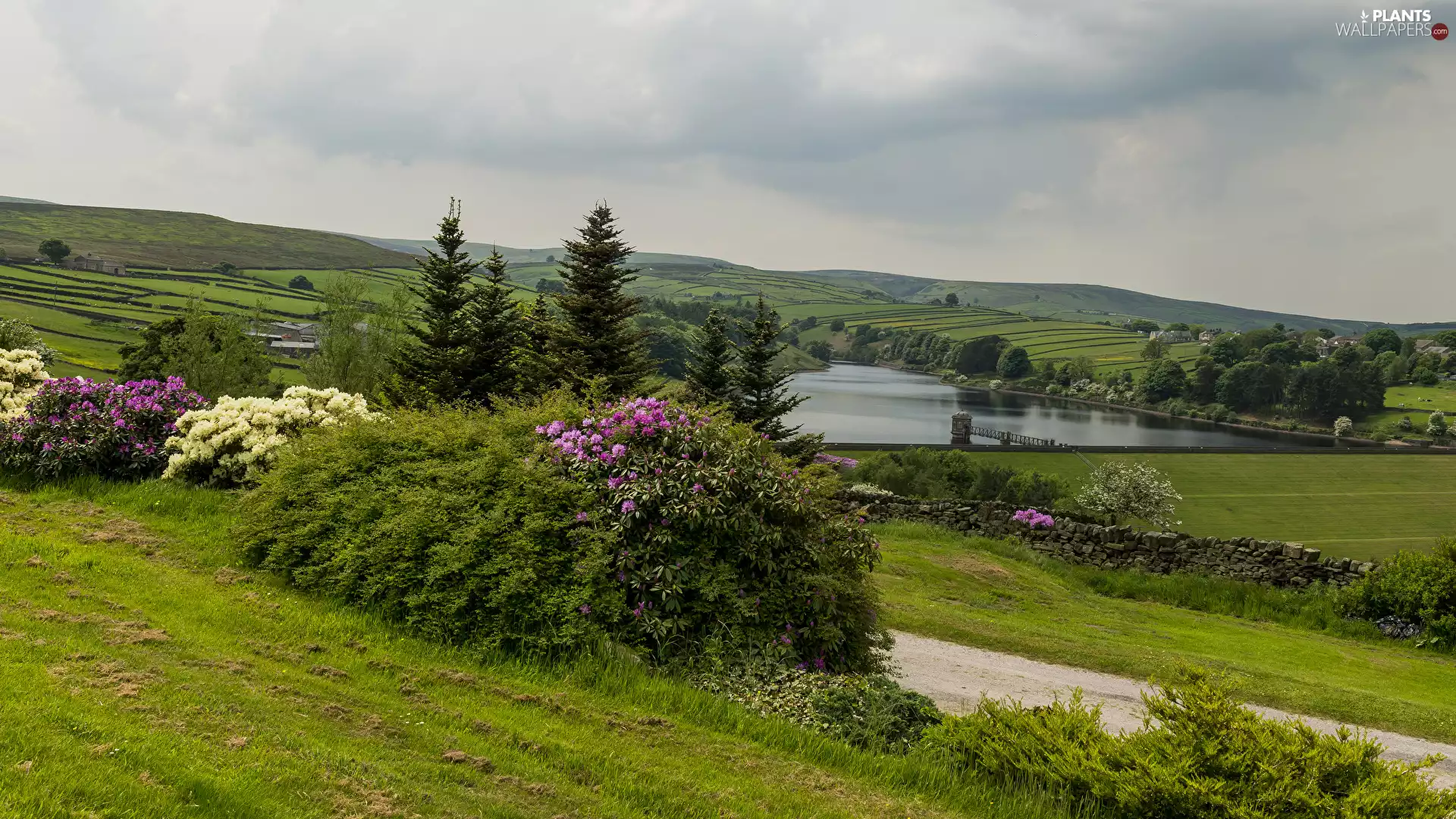 trees, field, Bush, River, viewes, The Hills