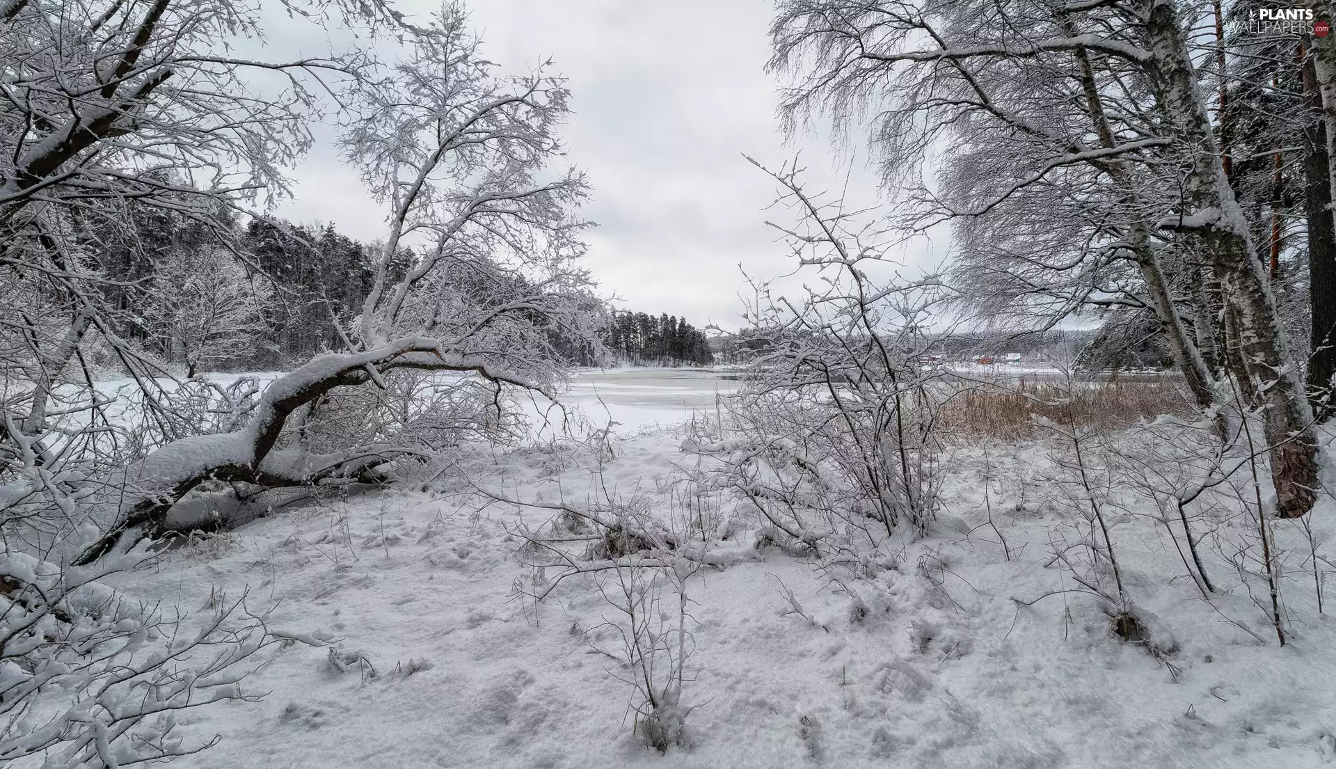 viewes, River, Bush, trees, winter
