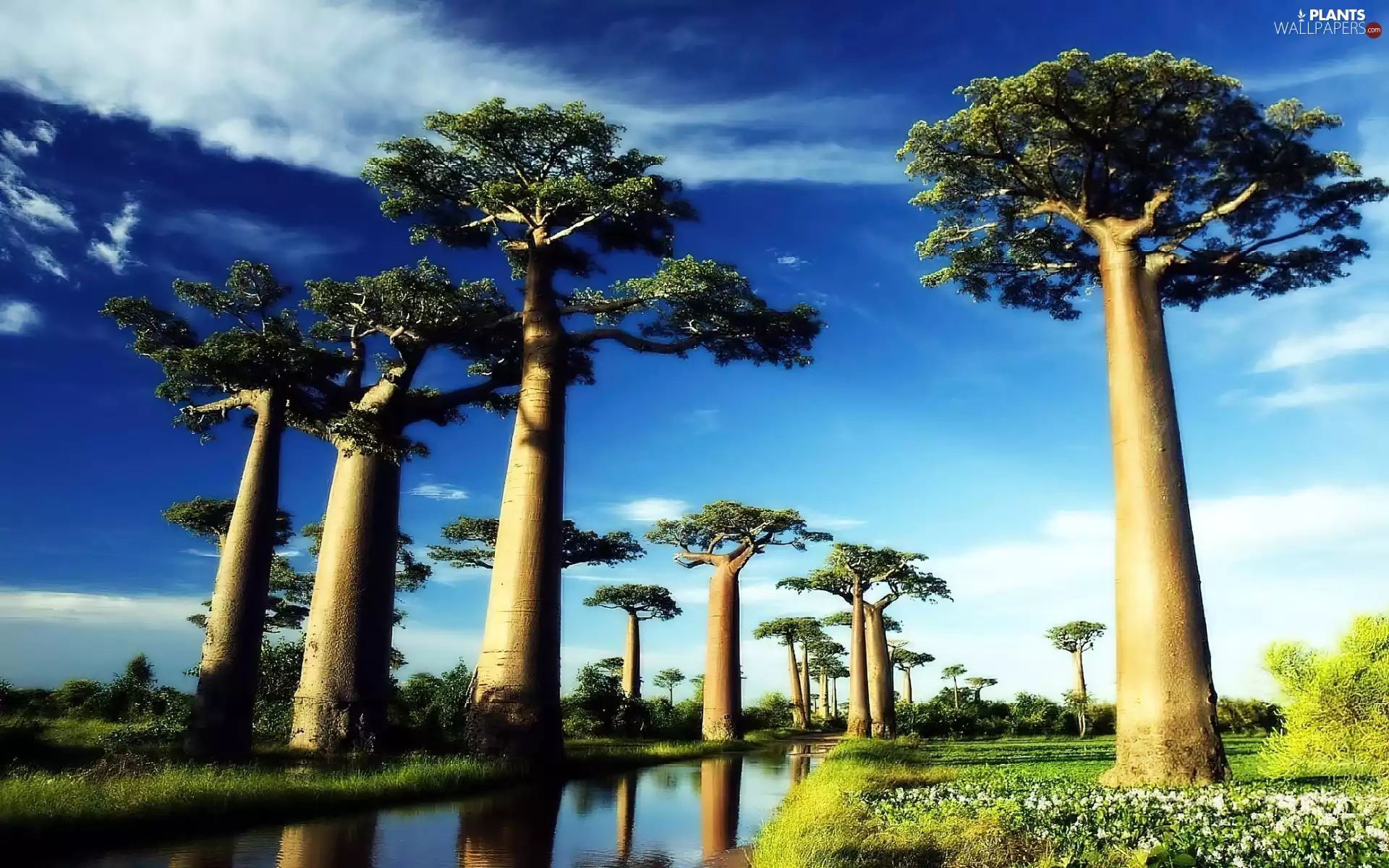 river, Baobabs, by
