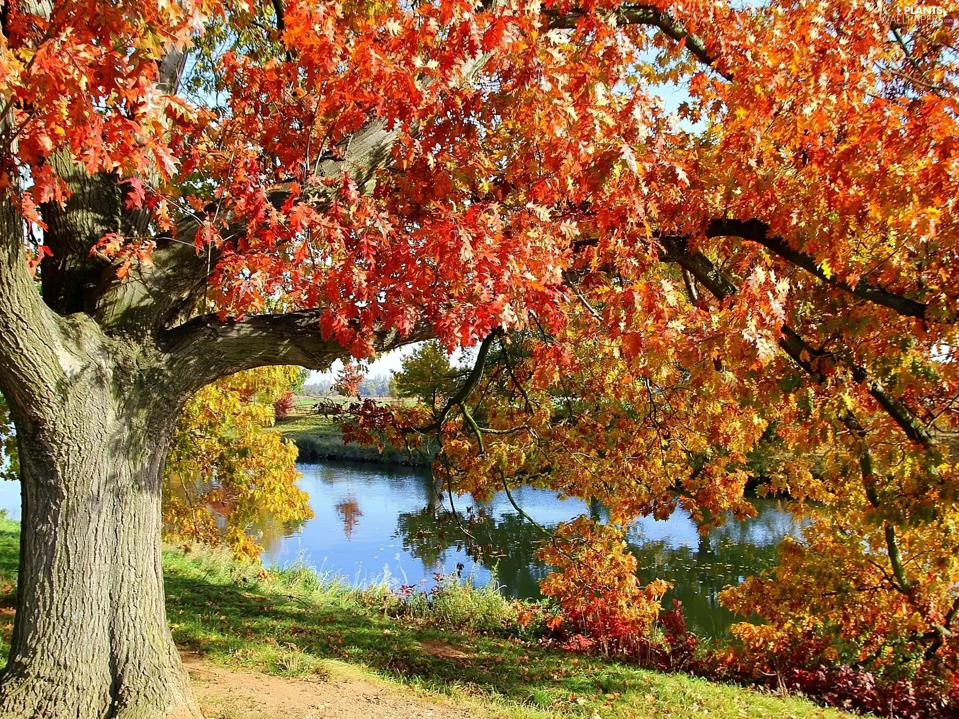 Old car, oak, River, Autumn