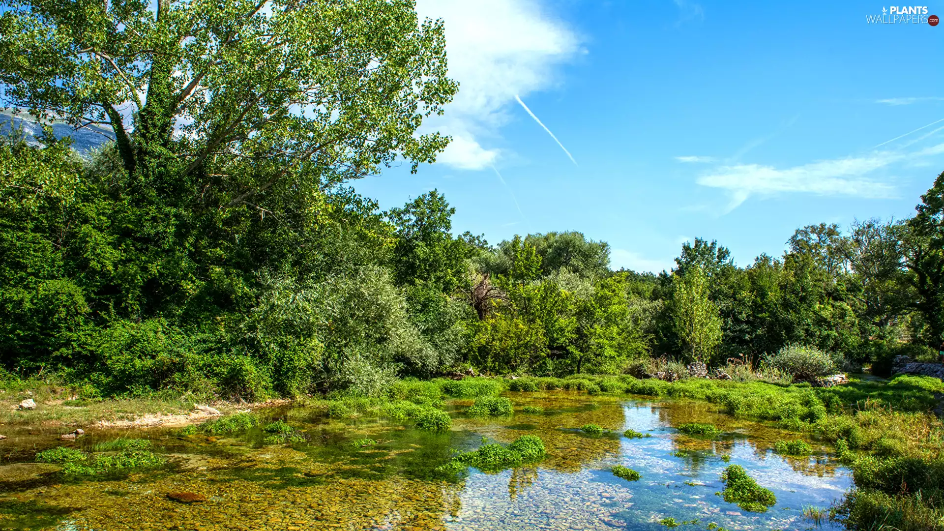 trees, viewes, Cetina River, summer, Coartia