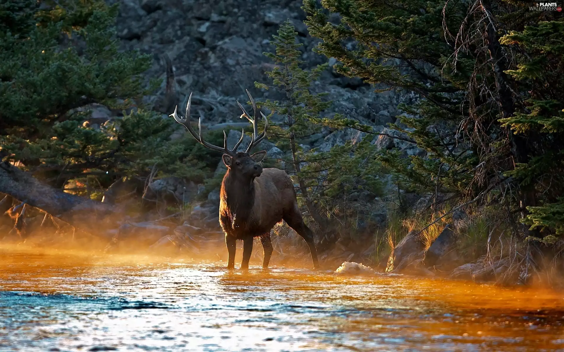 deer, streak, light, River