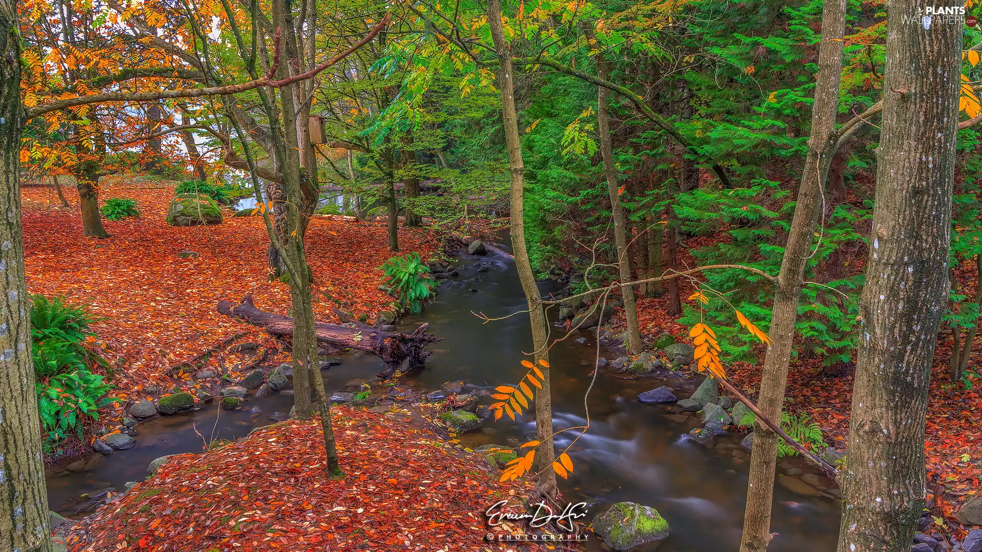 trees, forest, fallen, River, autumn, viewes, Leaf