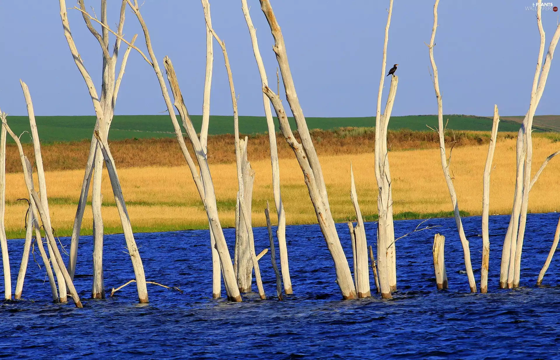 Field, dry, branches, River