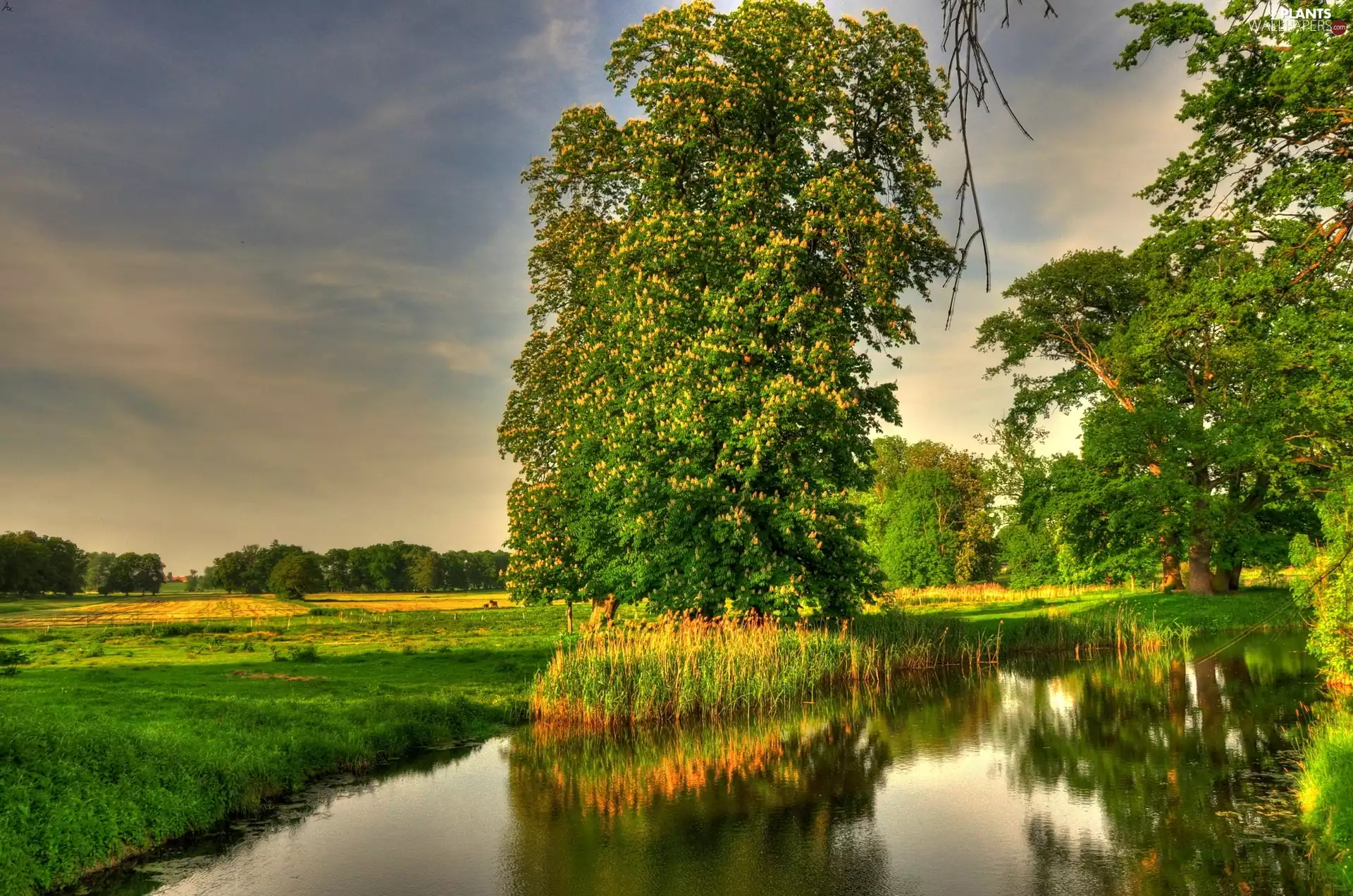 Field, trees, viewes, River