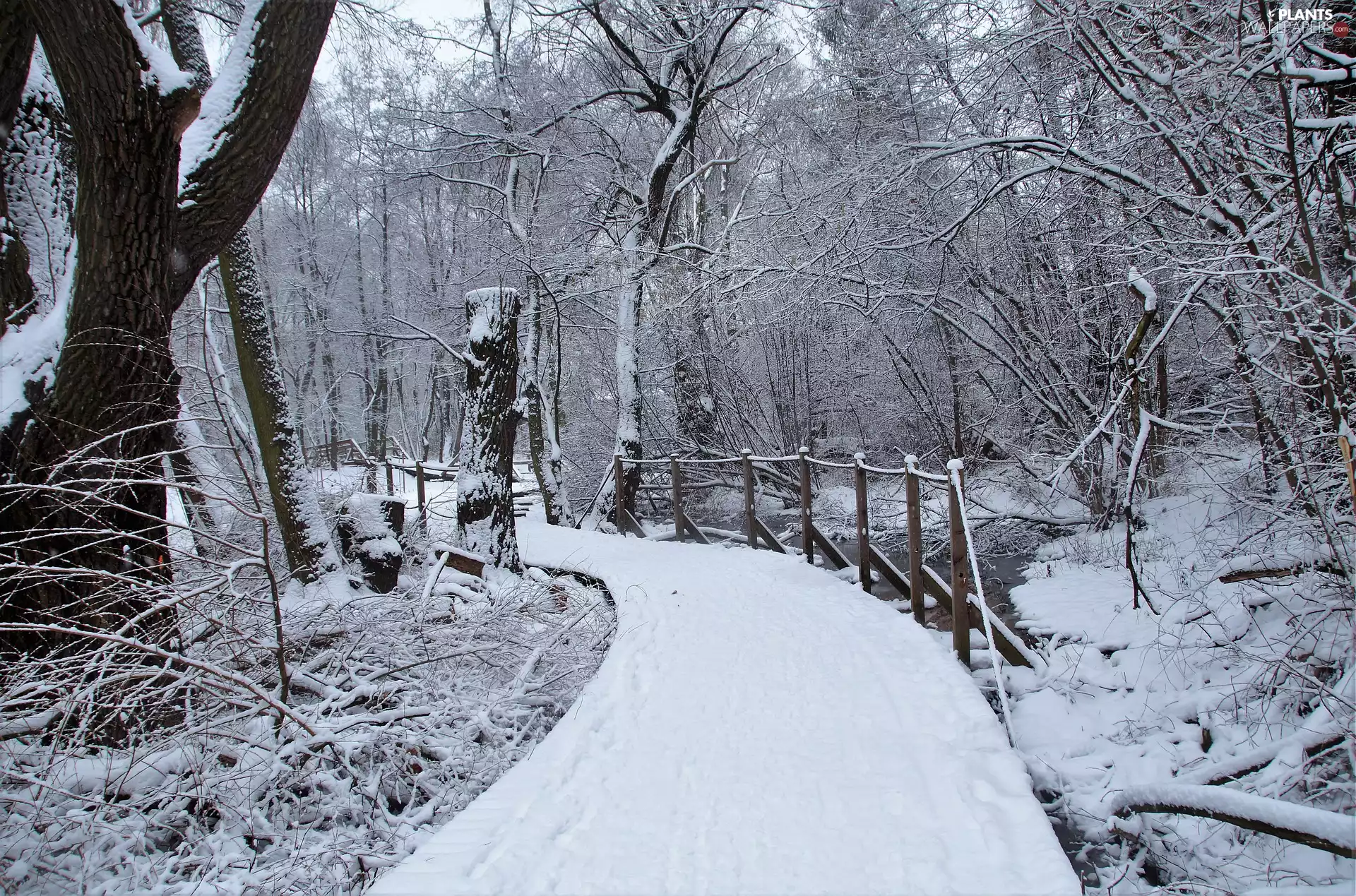 trees, winter, bridge, River, viewes, forest