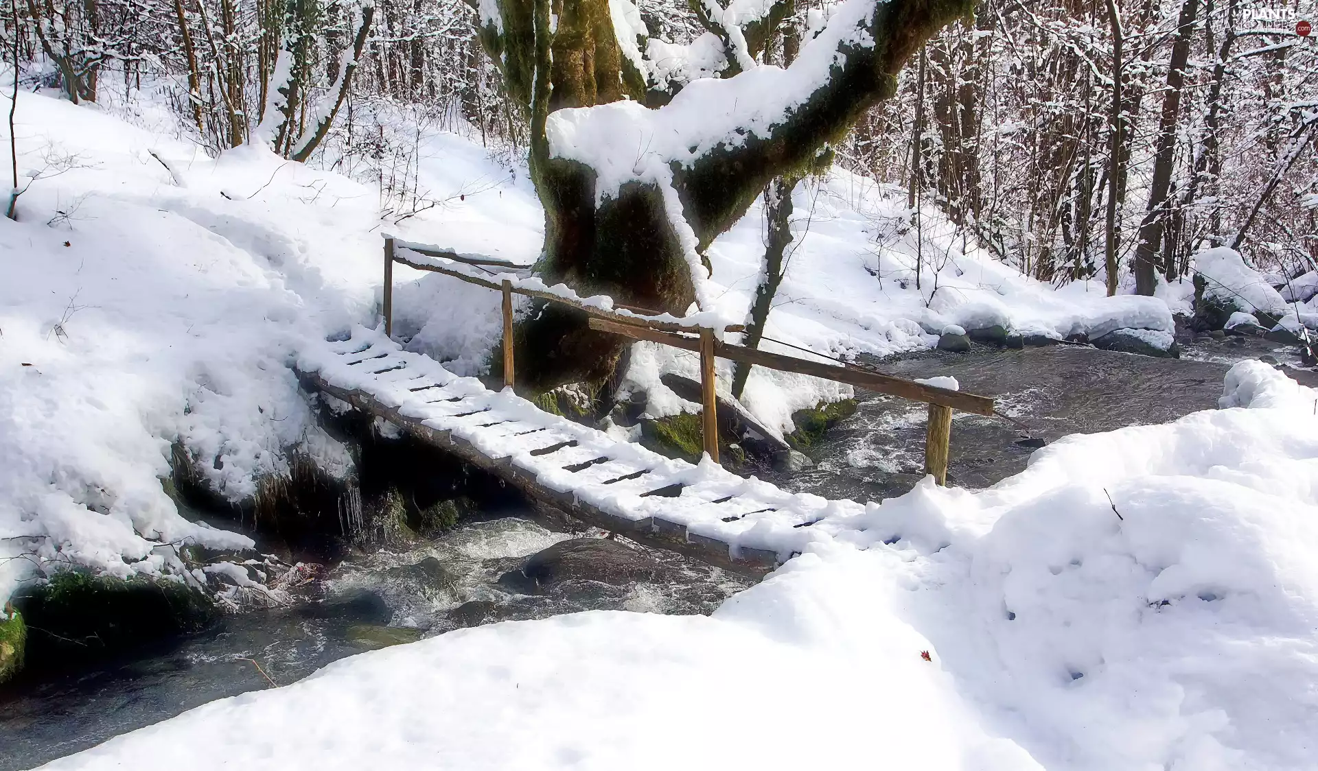 trees, winter, bridges, River, viewes, forest