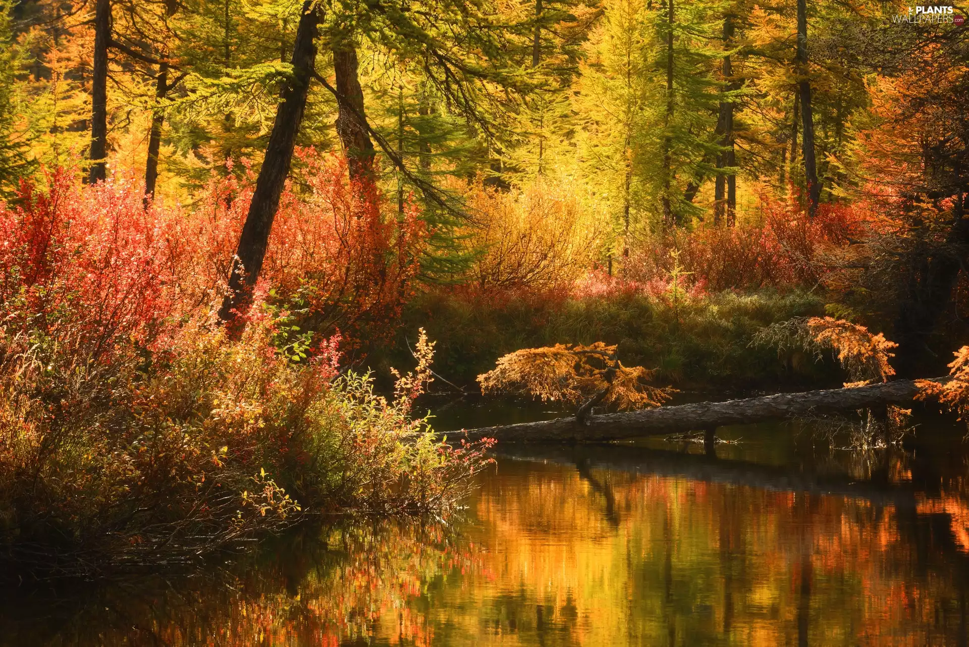trees, autumn, Bush, River, viewes, forest