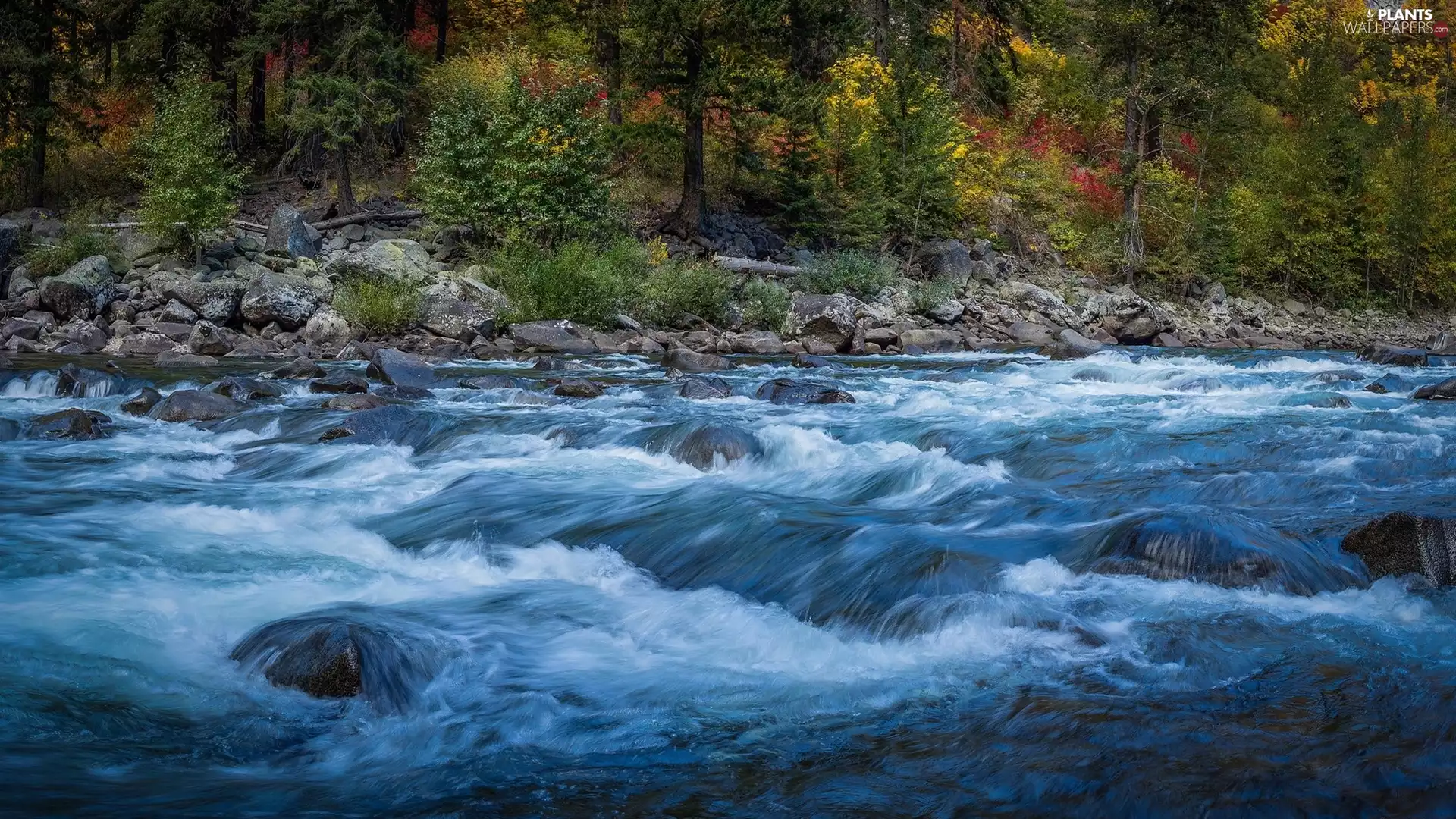 trees, autumn, Stones, River, viewes, forest