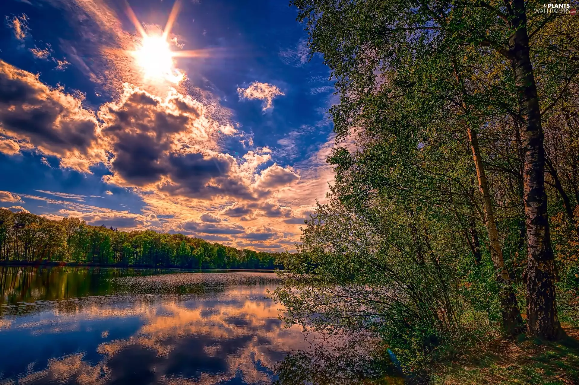 forest, clouds, sun, River