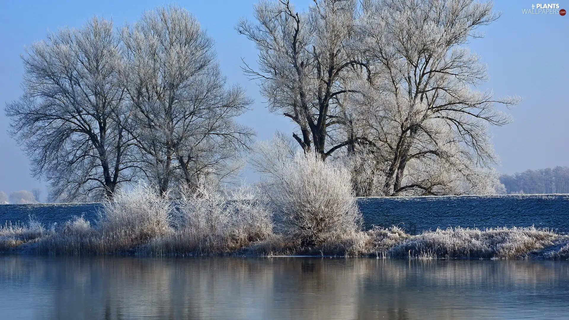 trees, winter, Bush, River, viewes, frosty
