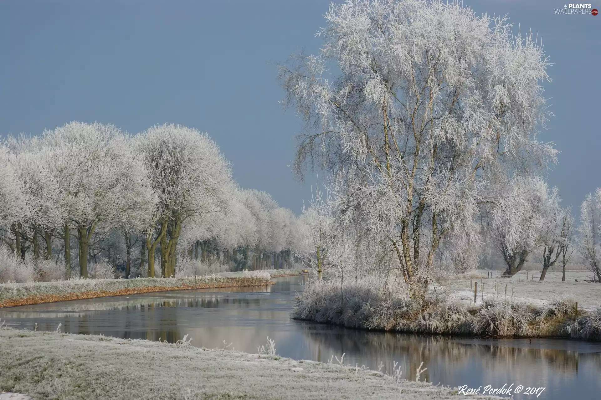 trees, winter, grass, River, viewes, frosty