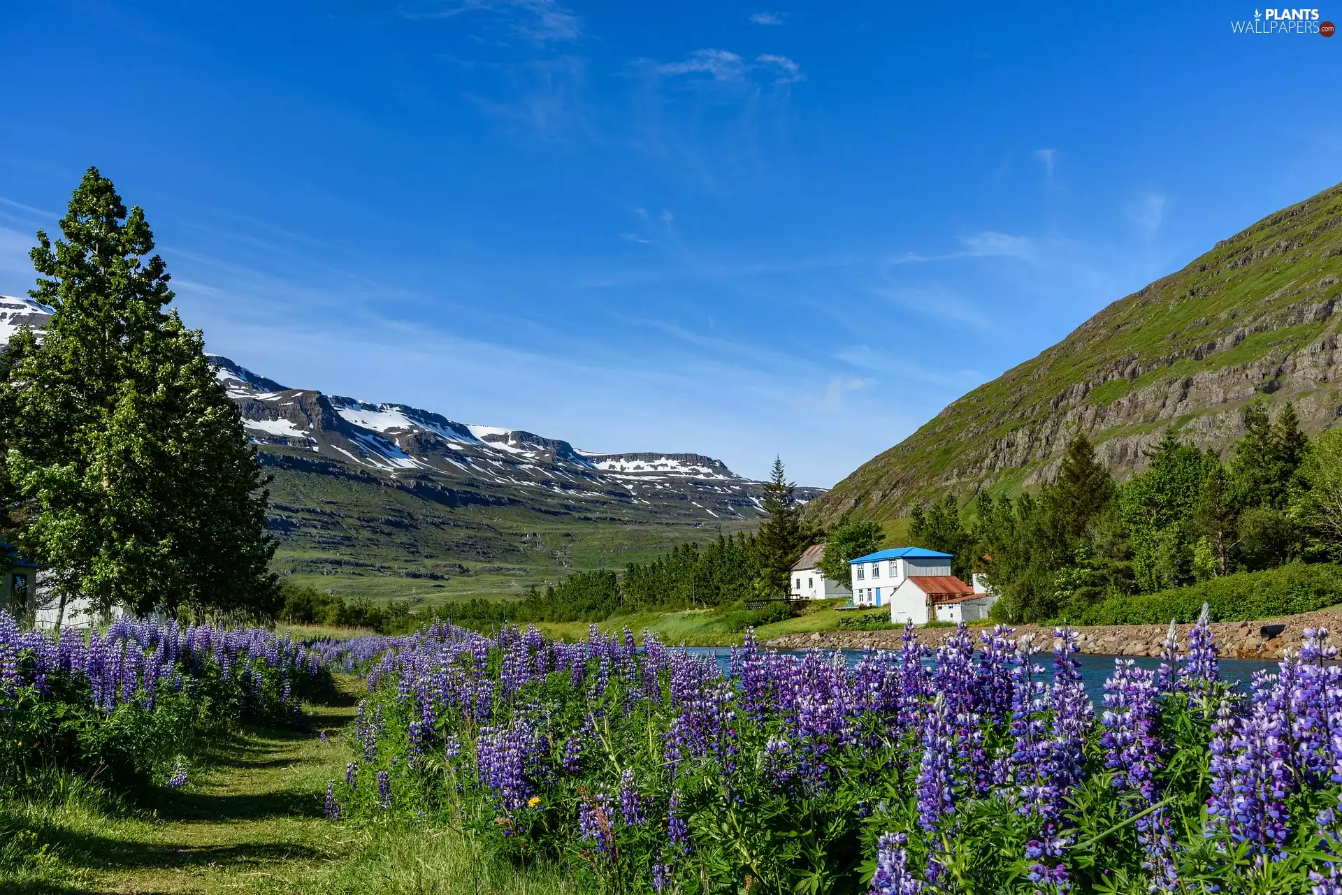 lupine, The Hills, viewes, Houses, Mountains, trees, River